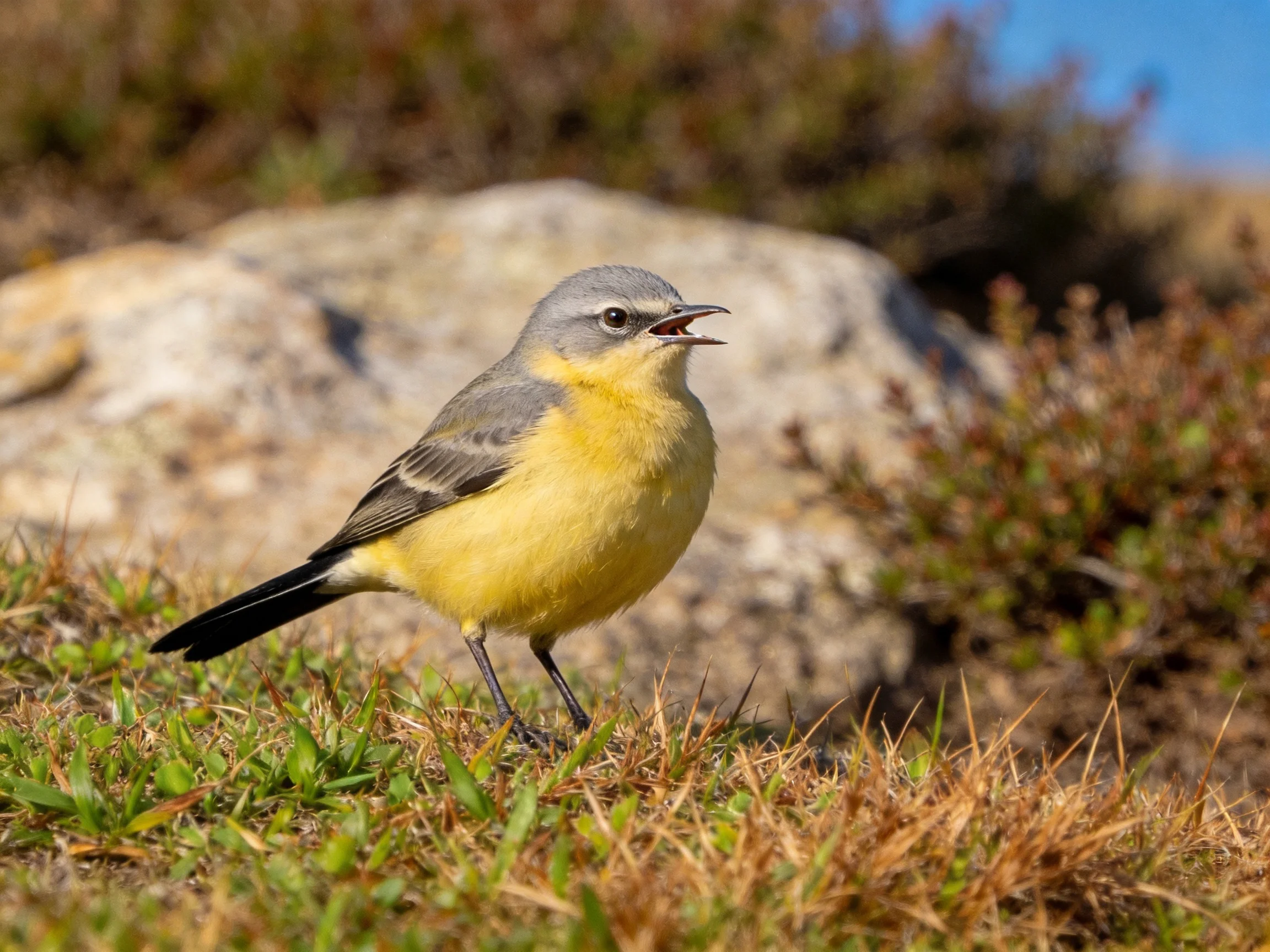 Gray-headed yellow-breasted bird on rocky grassland