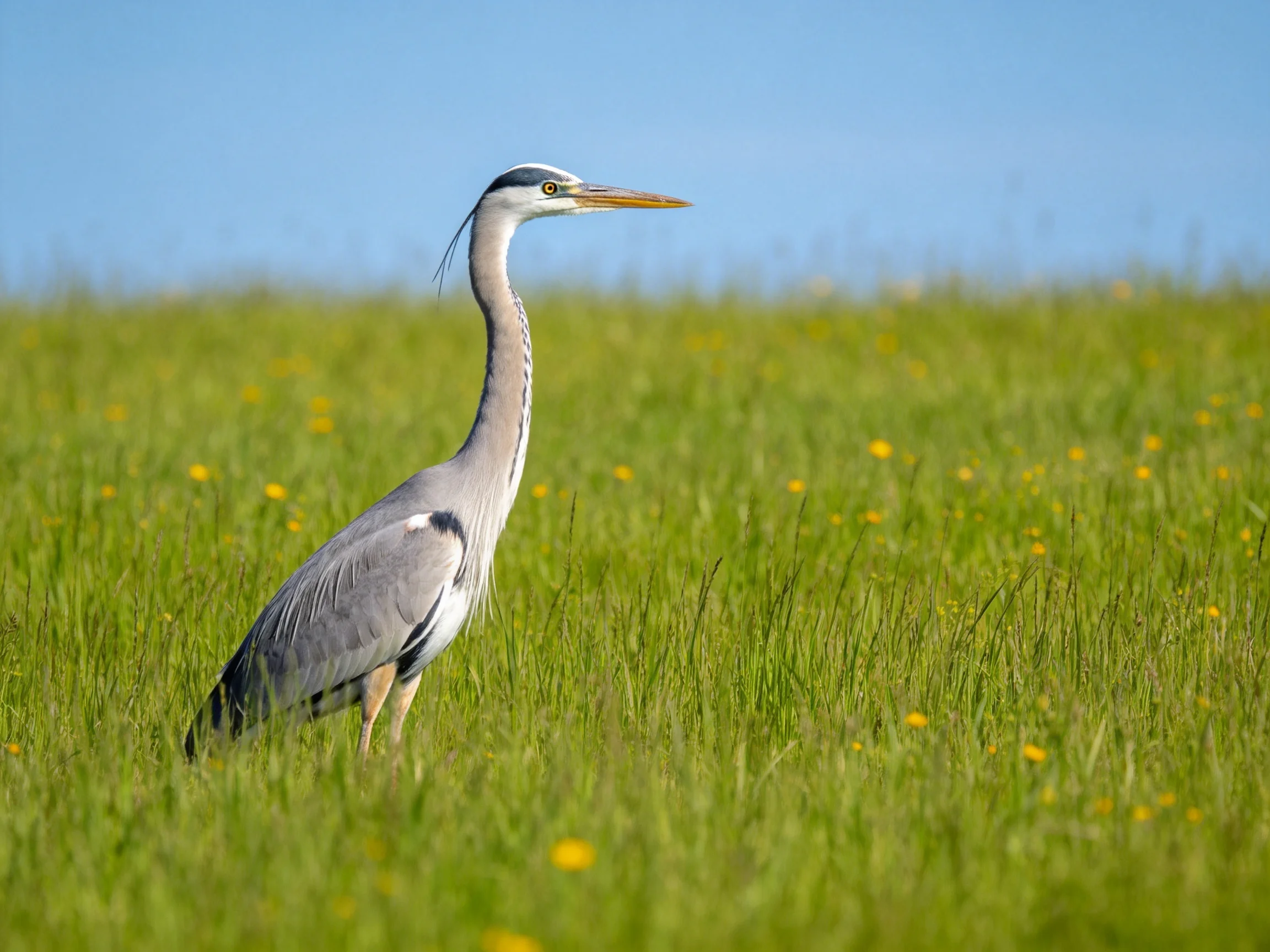 Gray heron in a lush green meadow with yellow wildflowers