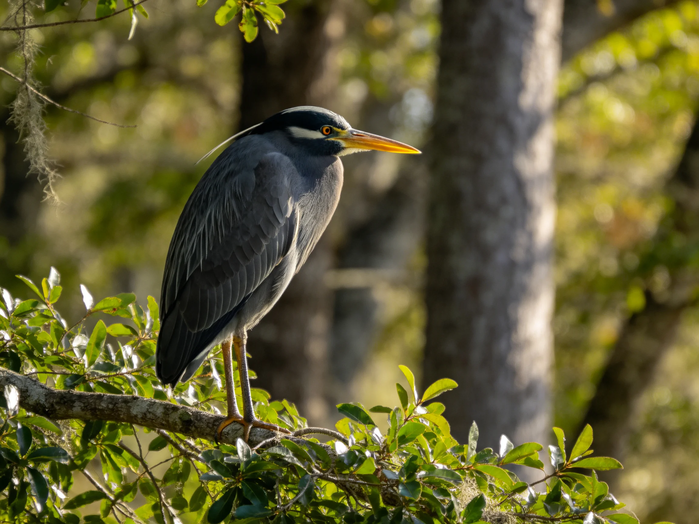 Gray heron perched on leafy branch near forest trees