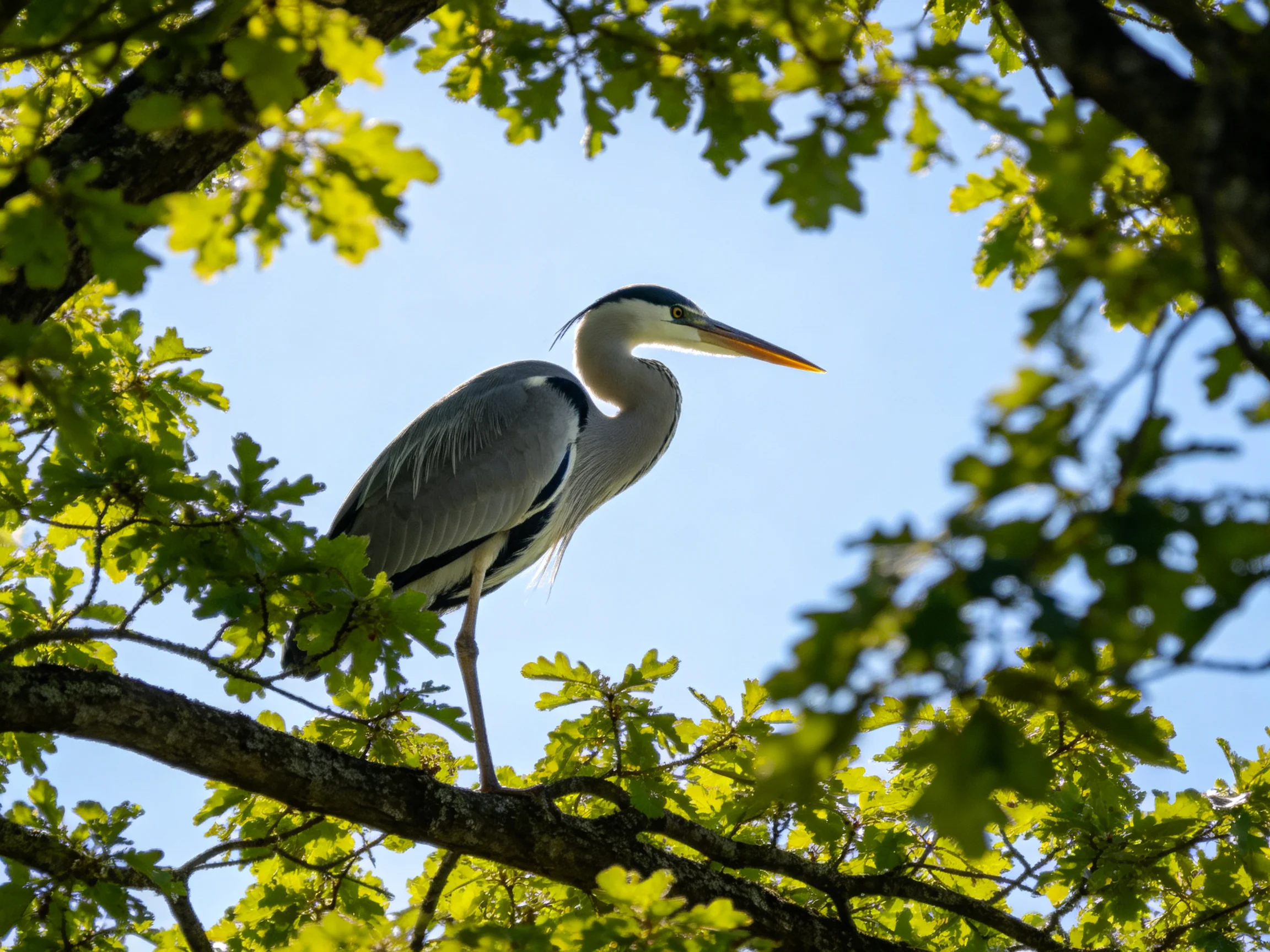 Gray heron perched on tree branch amid lush green foliage