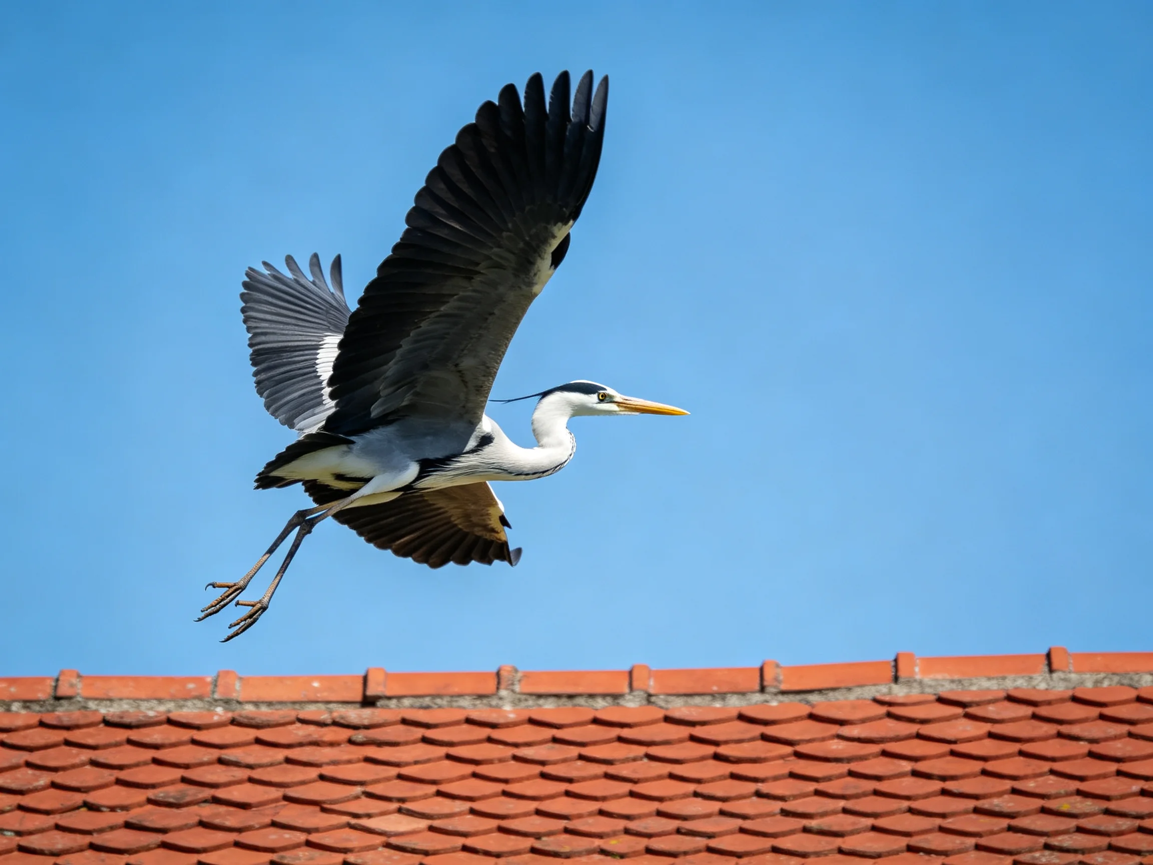 Gray heron soaring above red-tiled roof with blue sky backdrop