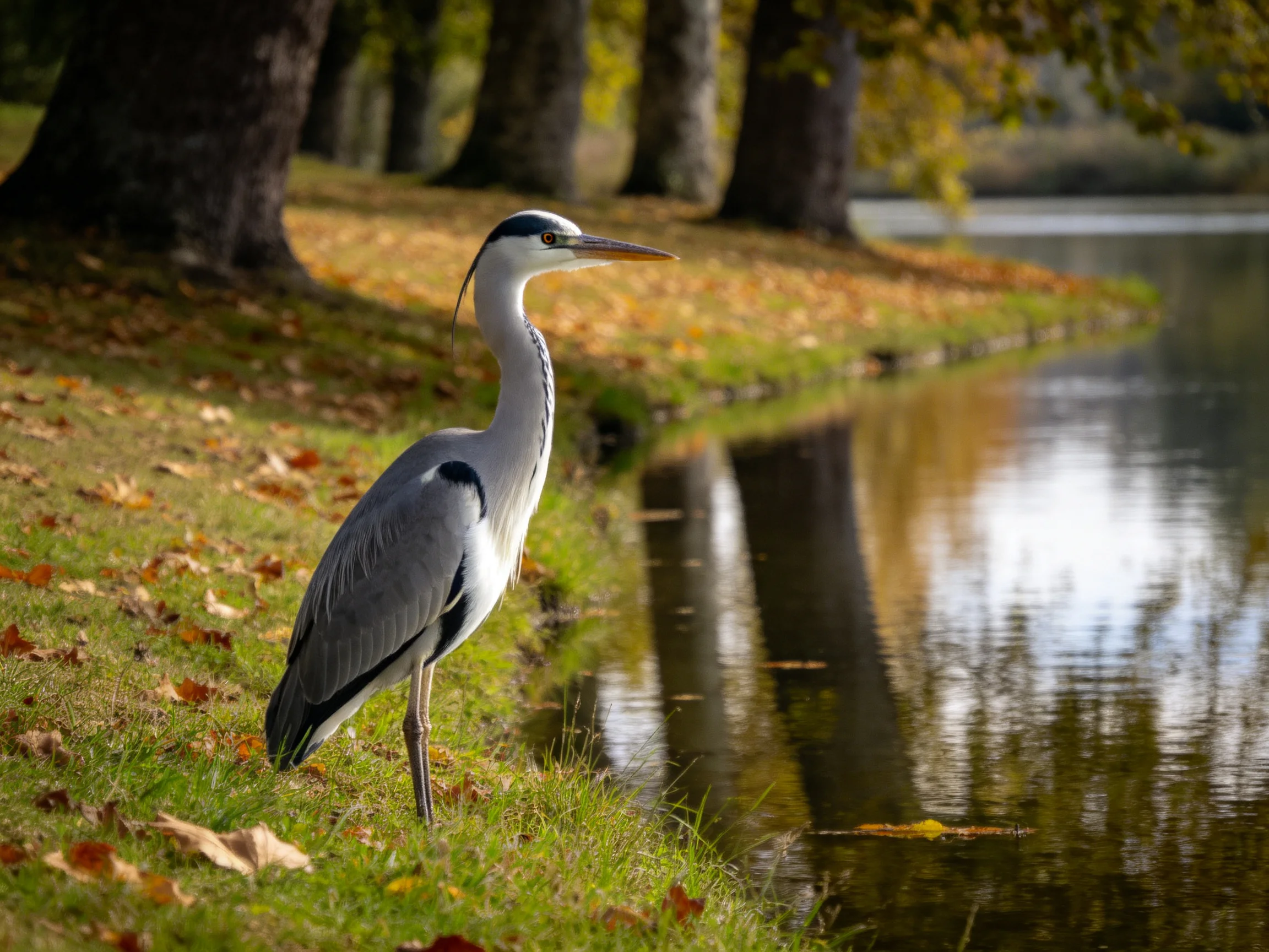 Gray heron standing by a calm pond with autumn leaves