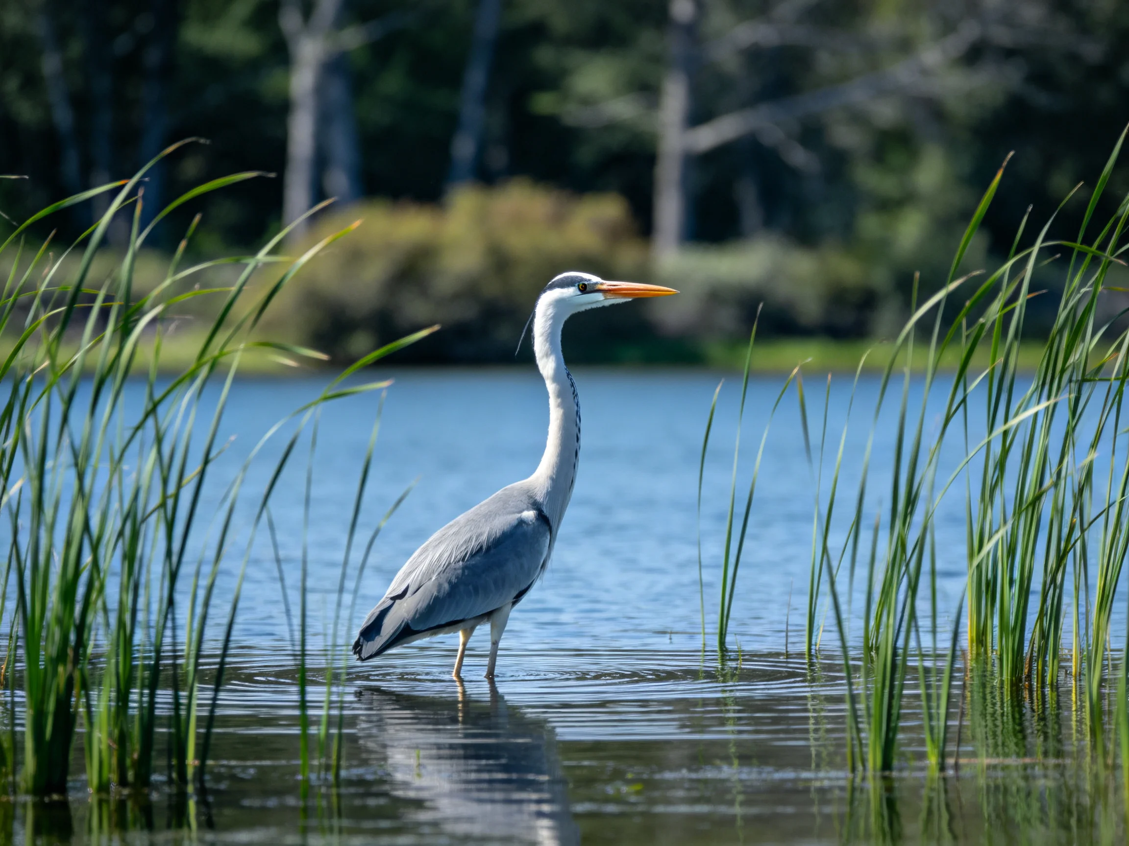 Gray heron wades in calm blue waters amid tall green reeds