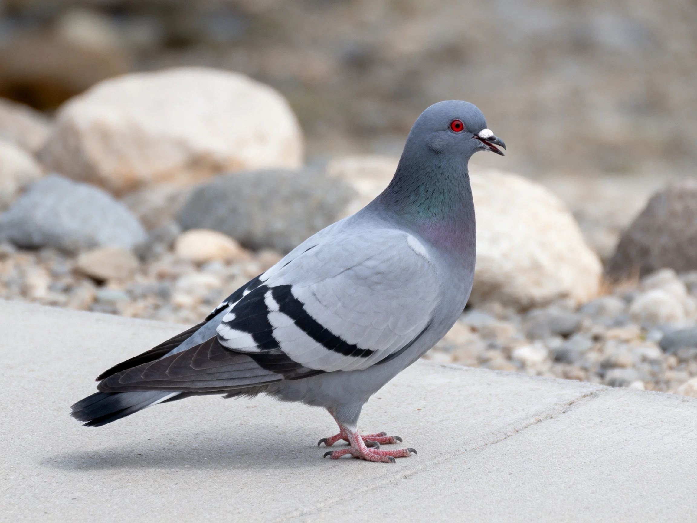 Gray pigeon with black and white wing markings on concrete near rocks.