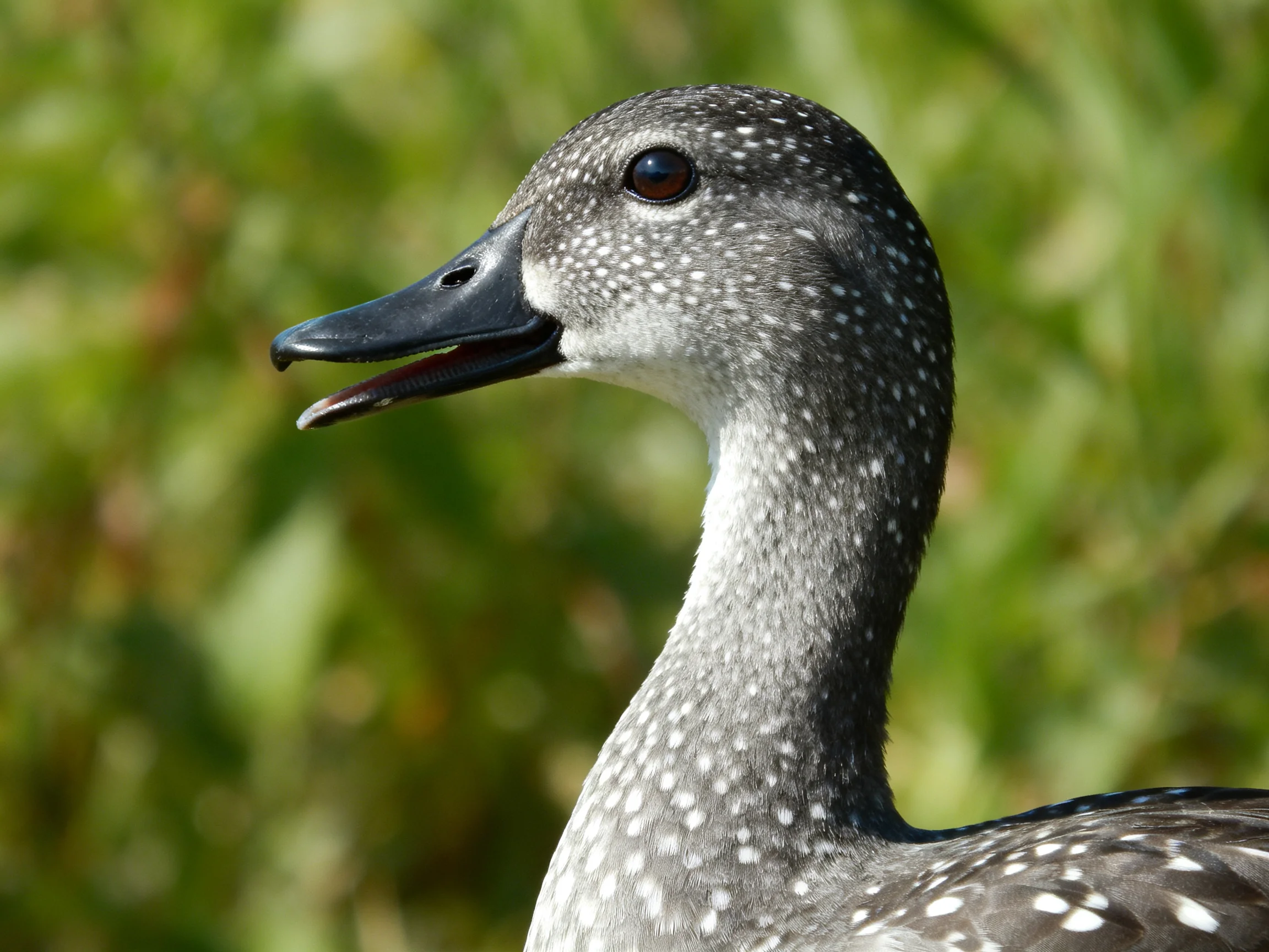 A gray-speckled duck with a dark beak is positioned near green foliage.