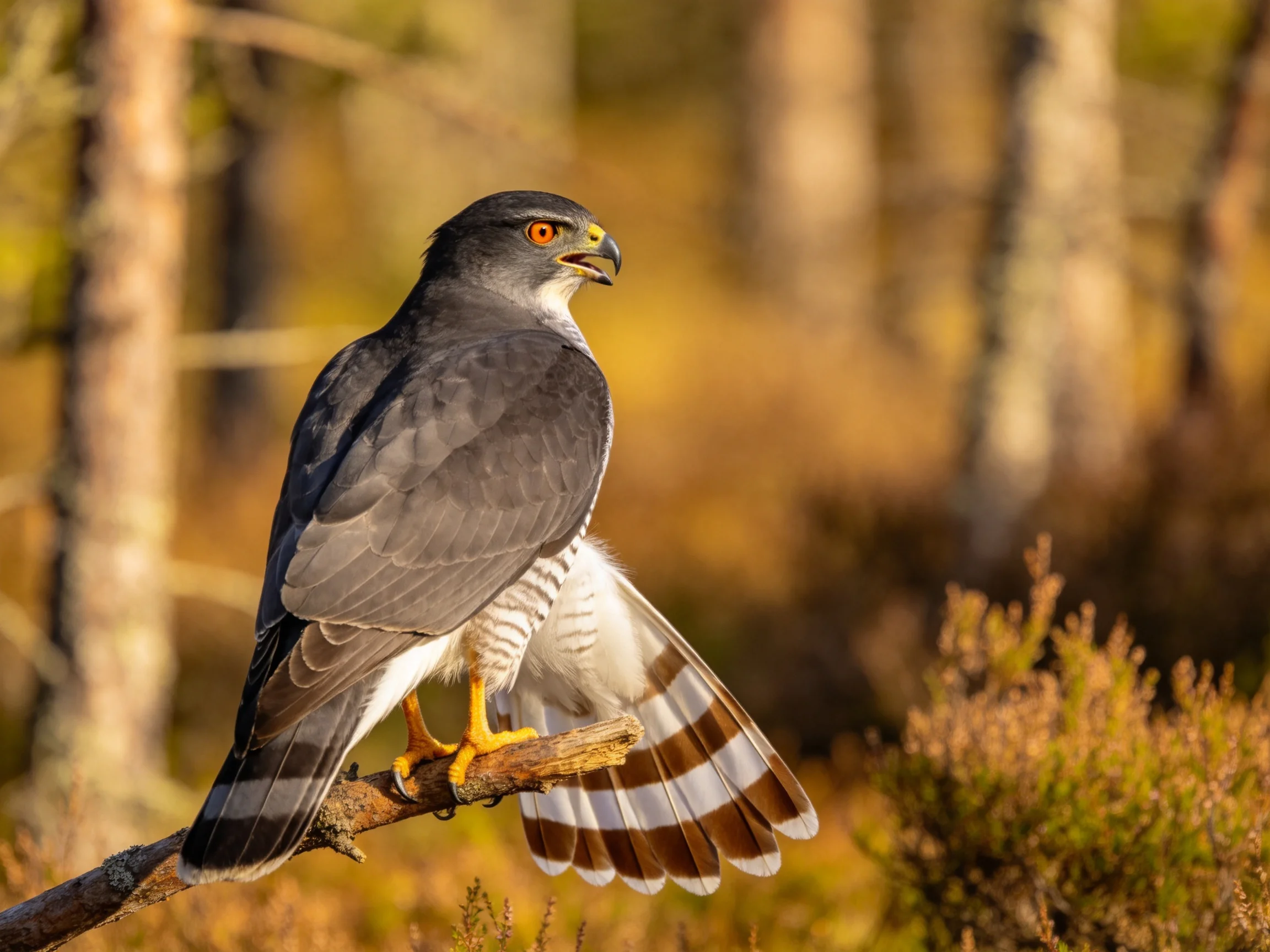 Gray-spotted hawk perched on wooden branch in golden forest