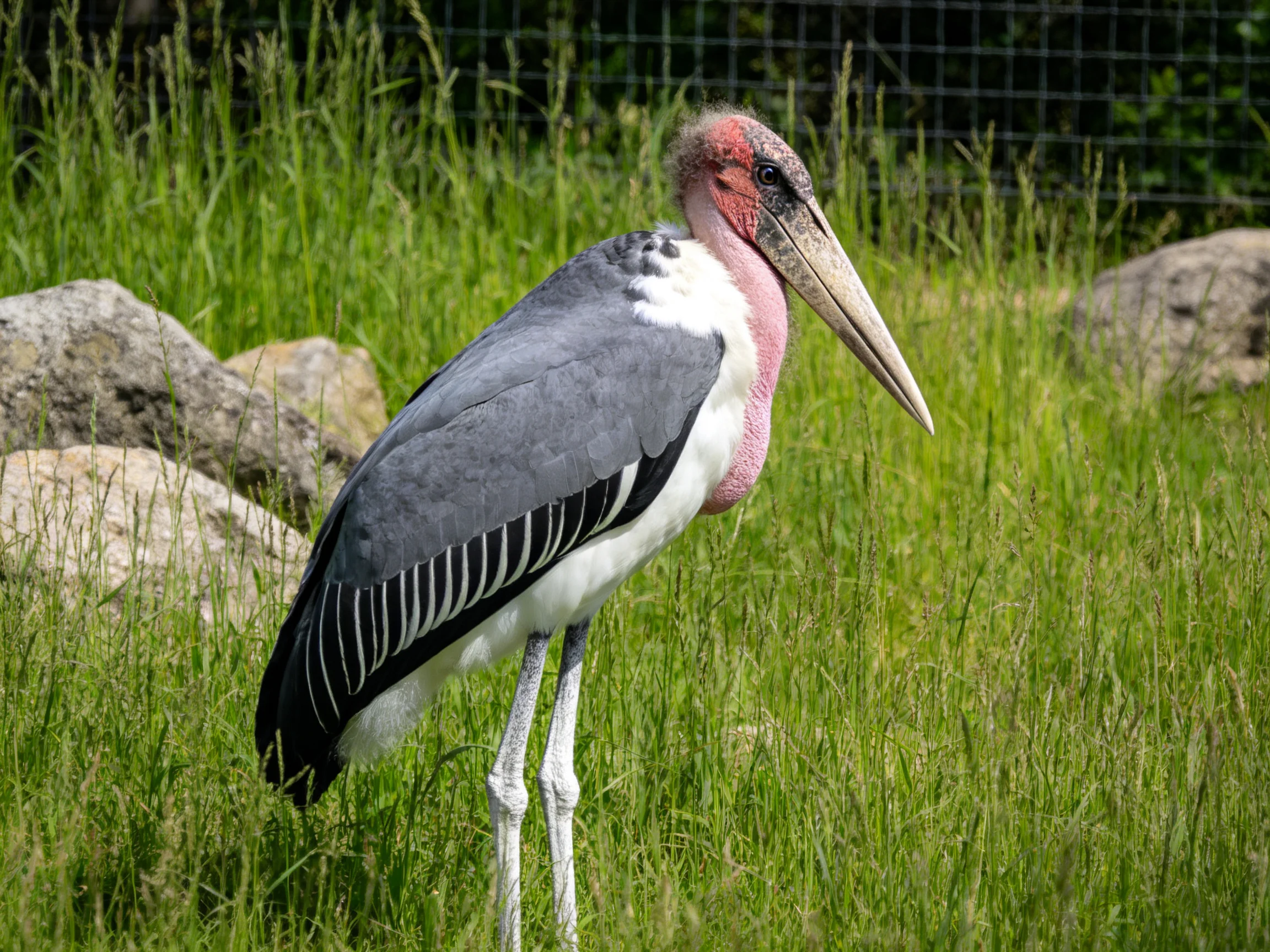 Gray-winged stork with pink neck in tall green grass