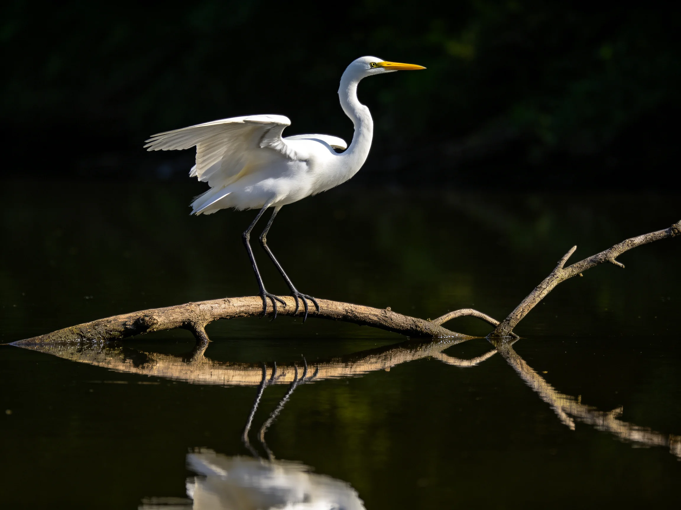Great Egret Perched on a Branch Over Still Water