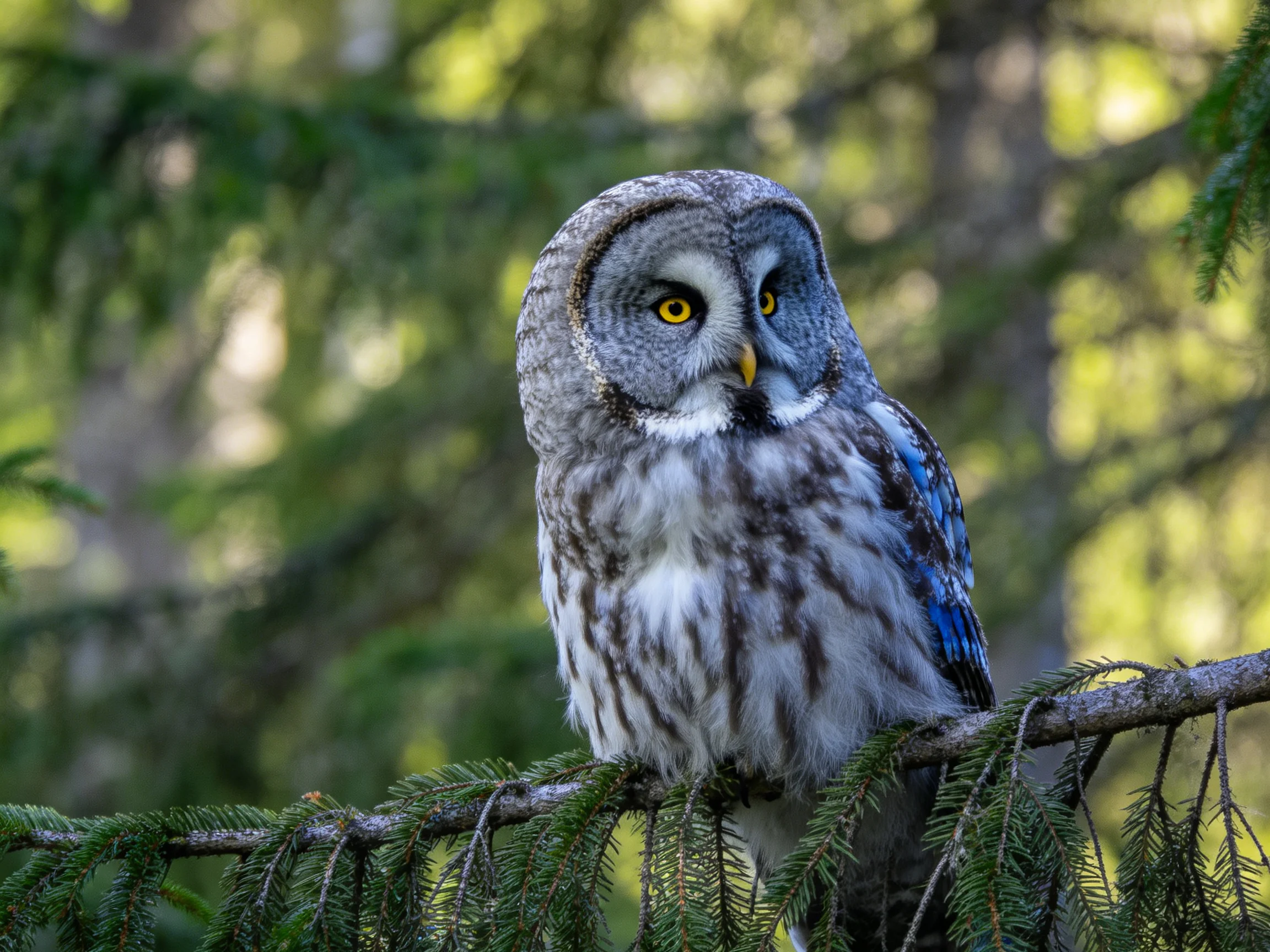 Great Gray Owl perched on evergreen branch