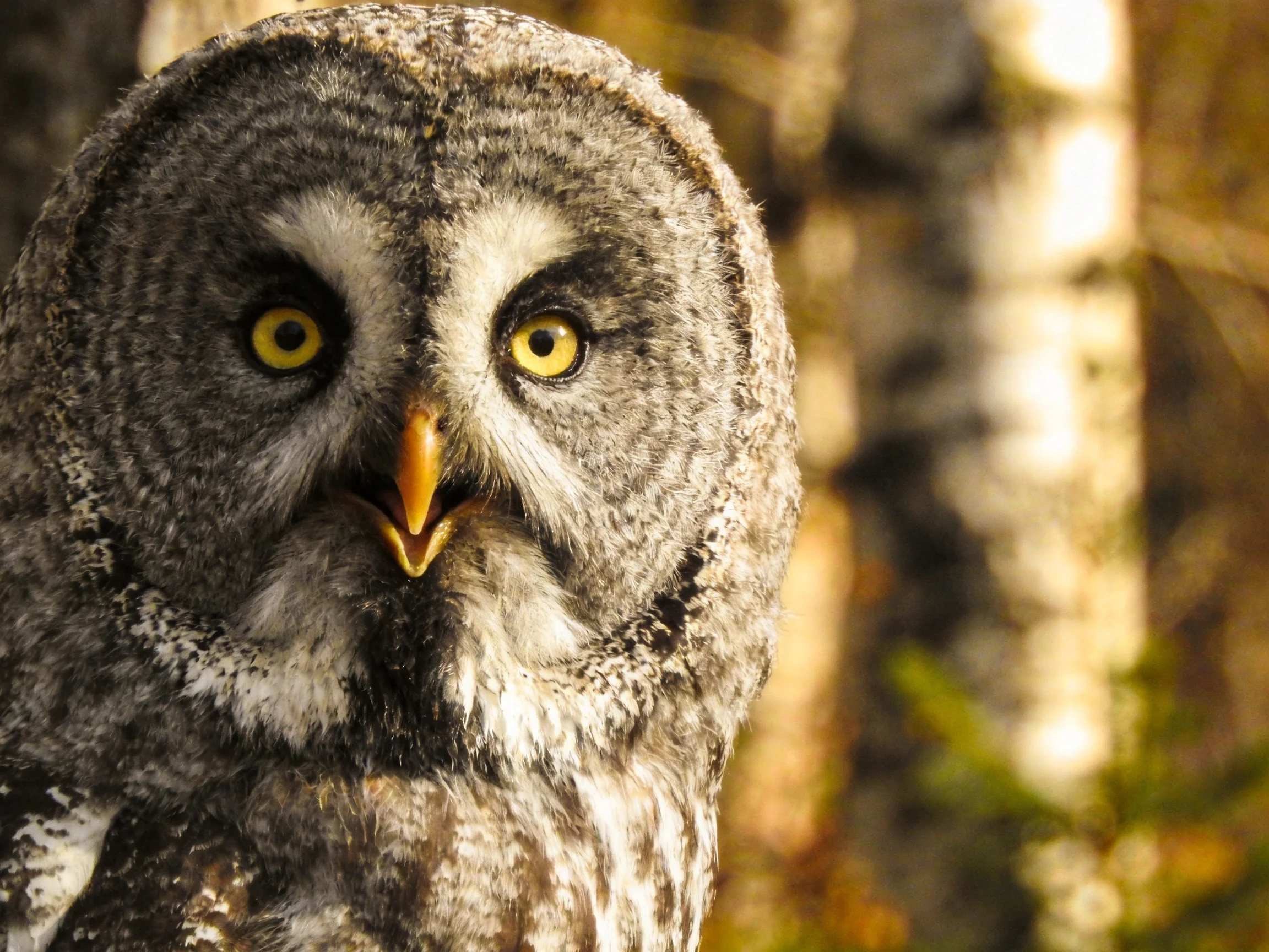 Great Grey Owl with Yellow Eyes in Forest Setting
