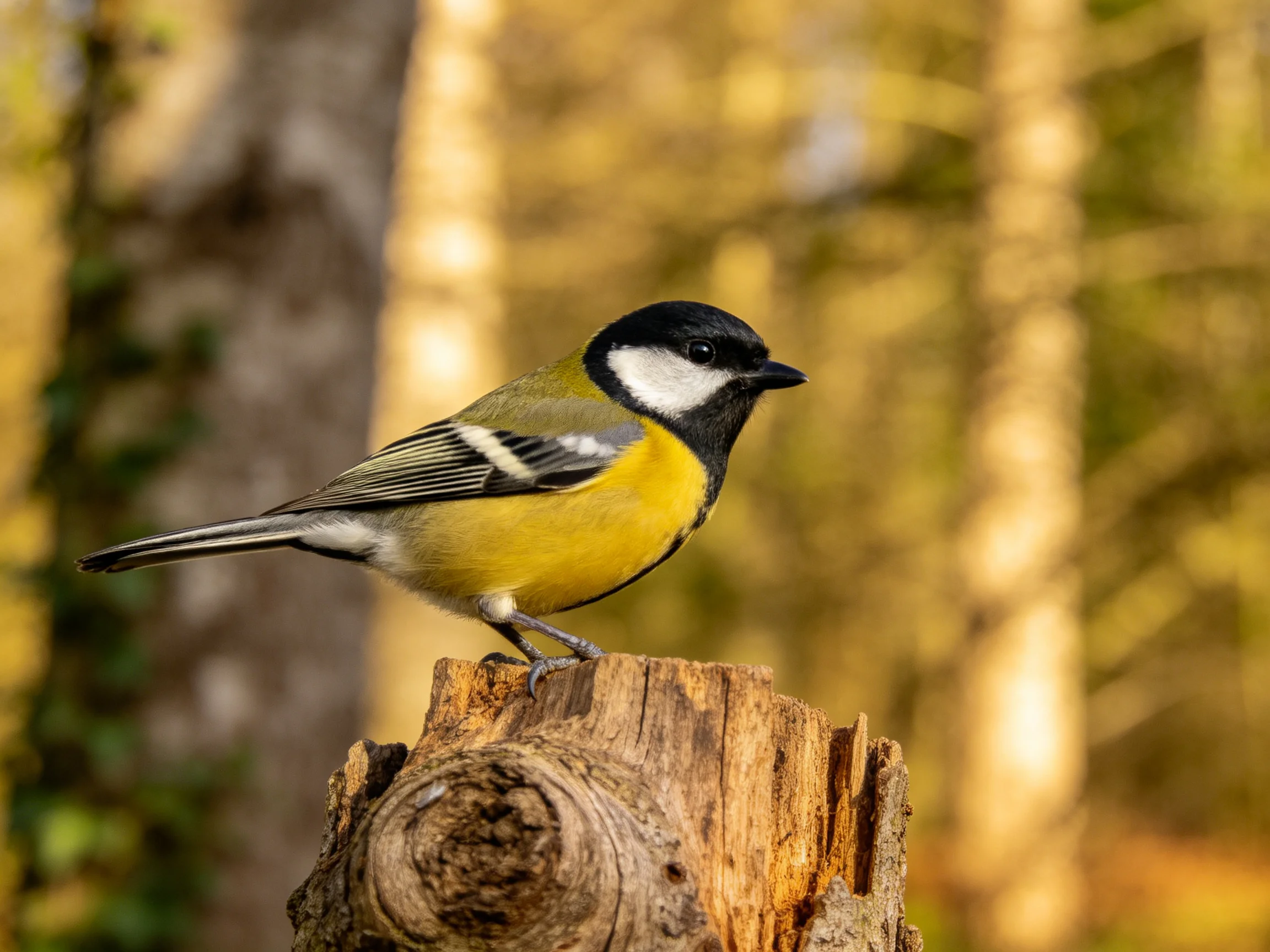 Great Tit perched on weathered wooden stump in golden forest light