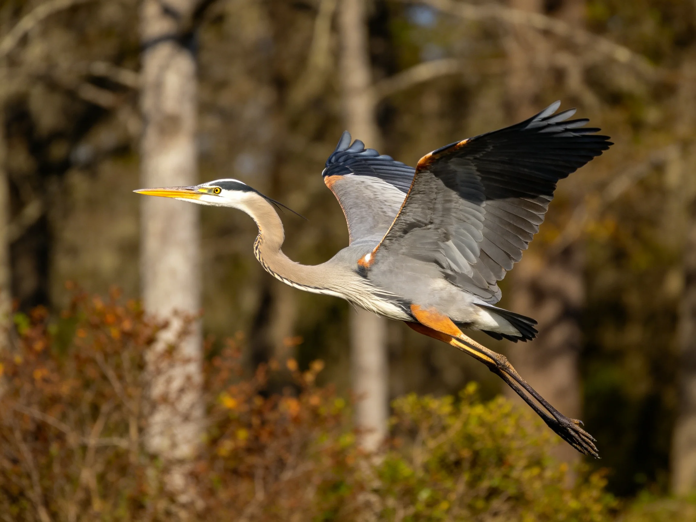 Great blue heron flies with spread wings near trees