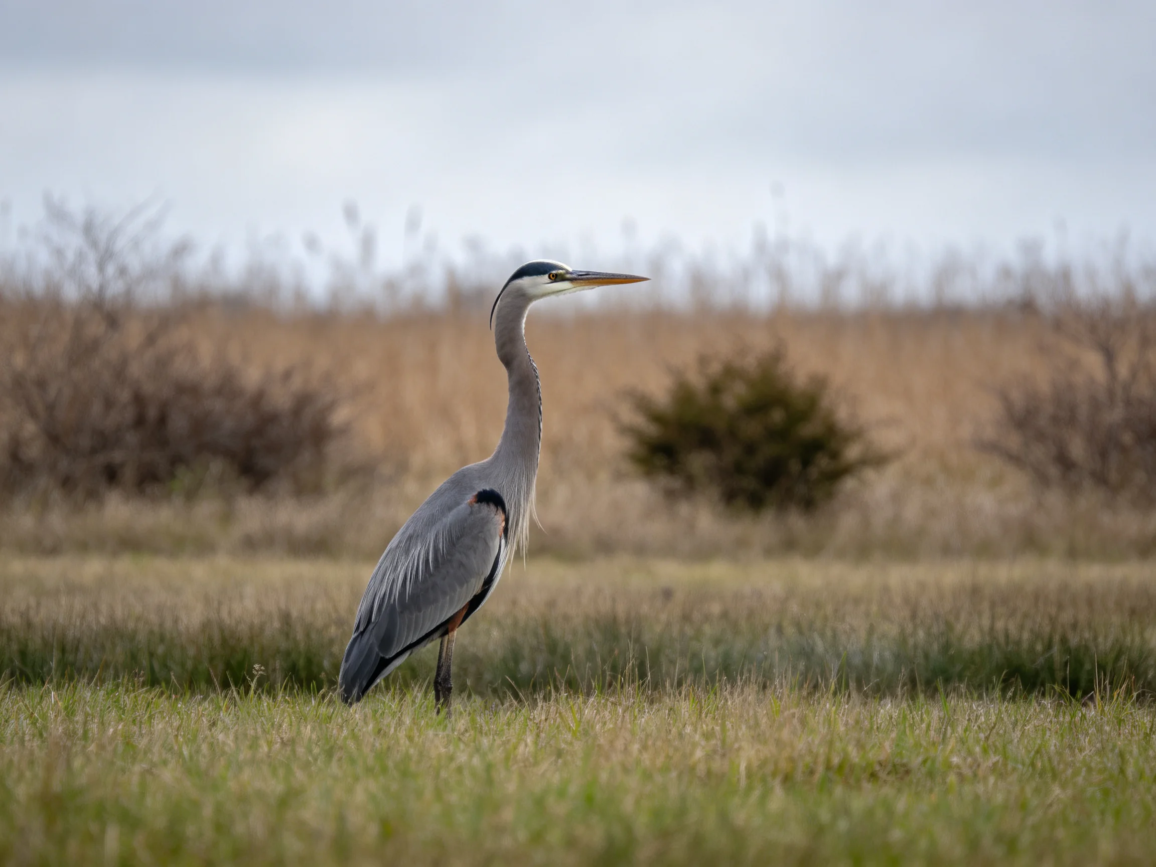 Great blue heron in grassy wetland with dry vegetation