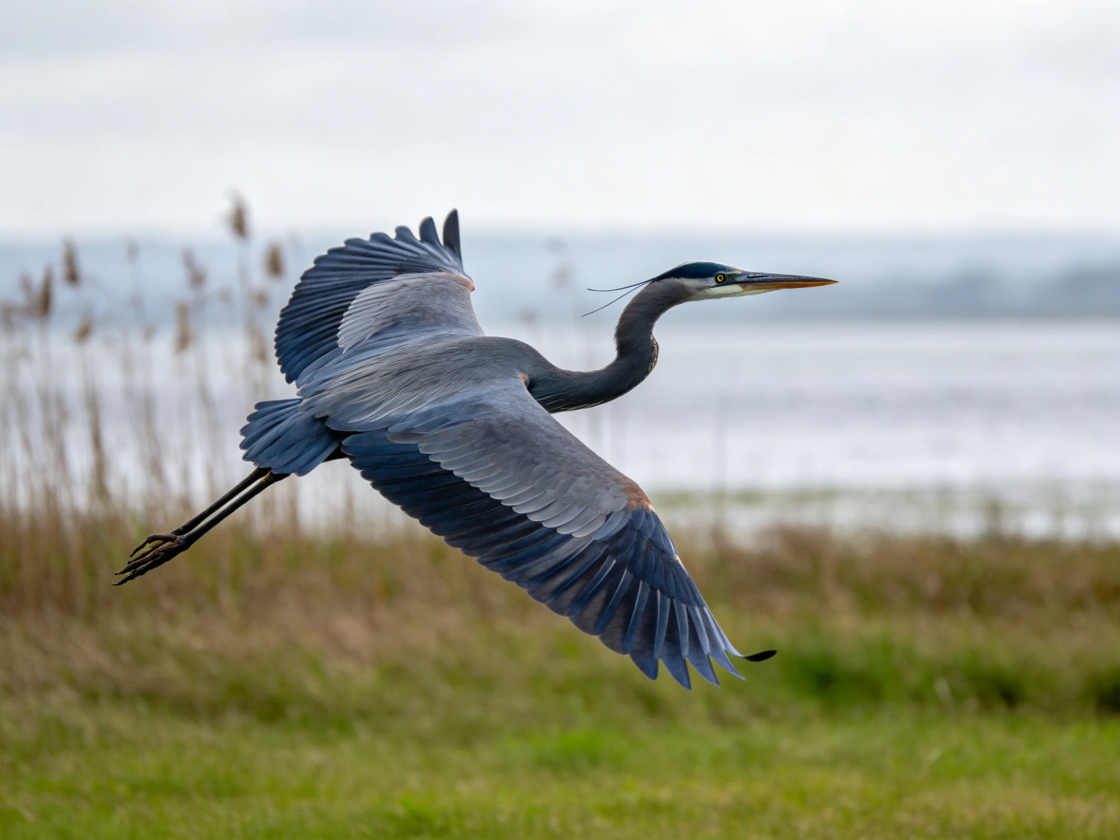 Great blue heron soaring over marshland near calm waters