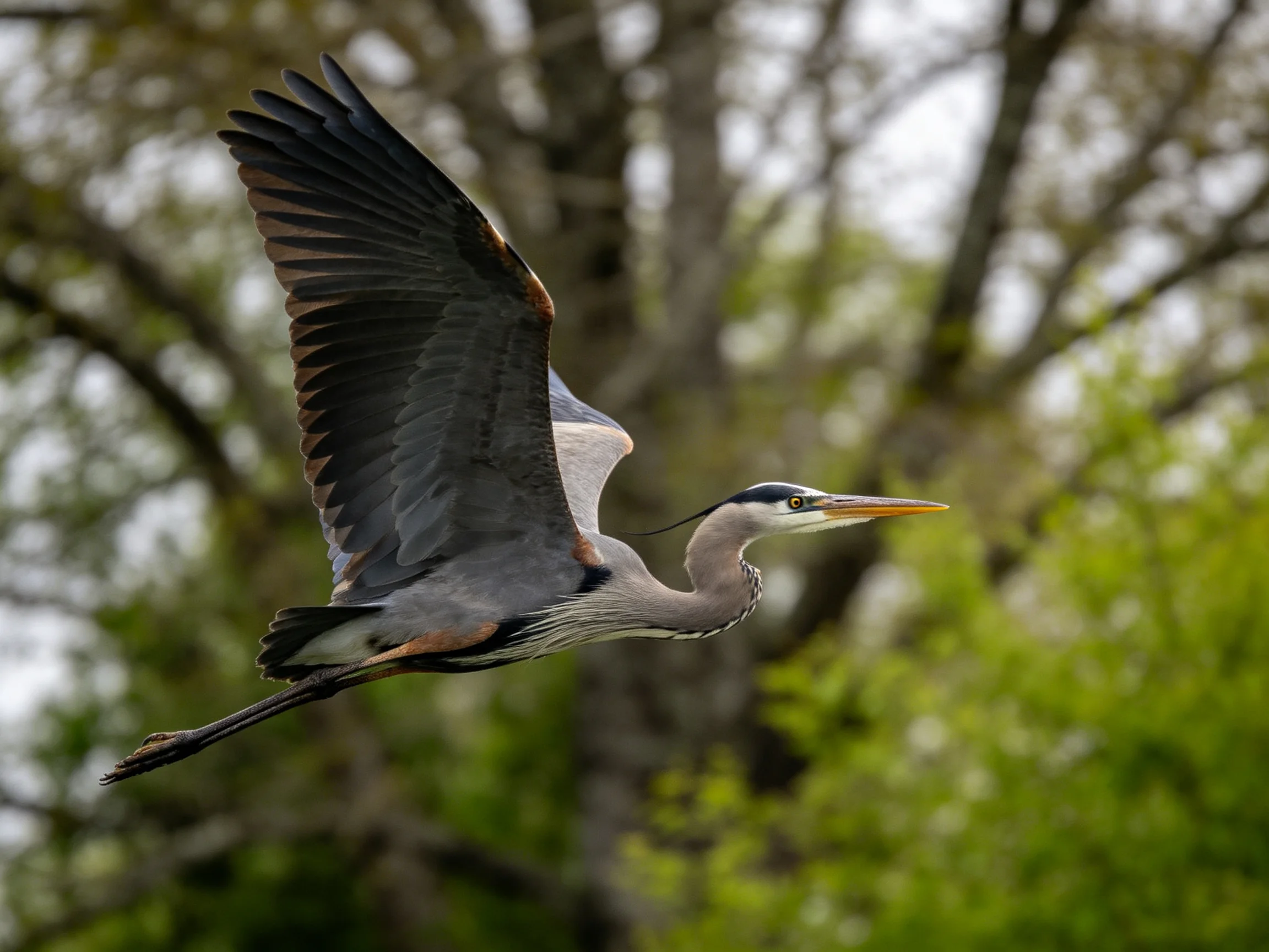 Great blue heron soaring with spread wings near green trees