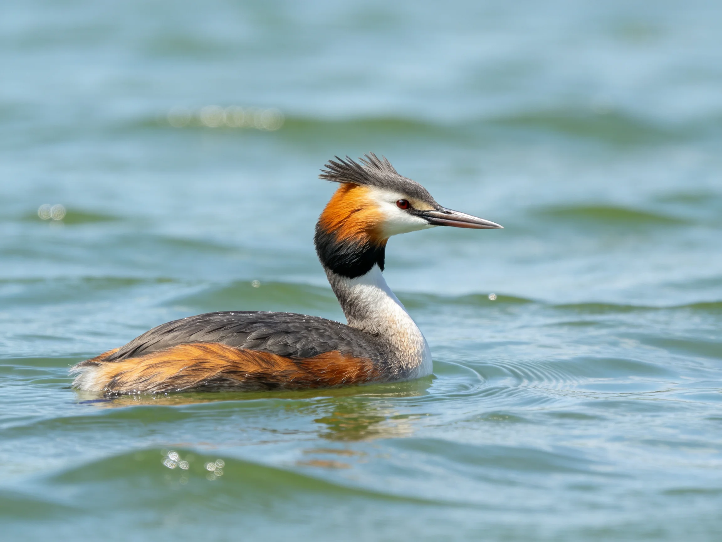 Great crested grebe displaying colorful plumage