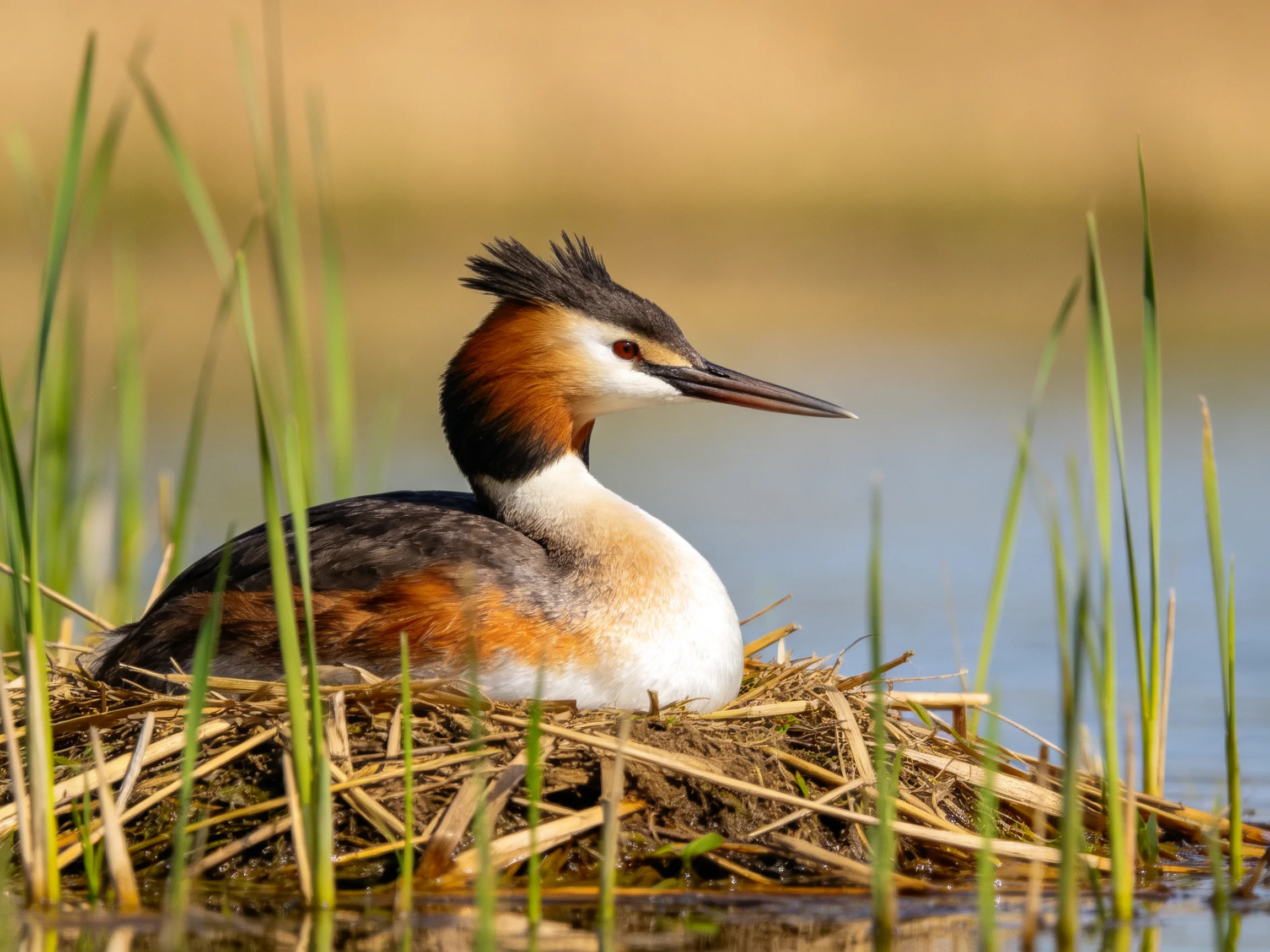 Great crested grebe resting in a reed-filled nest by calm waters