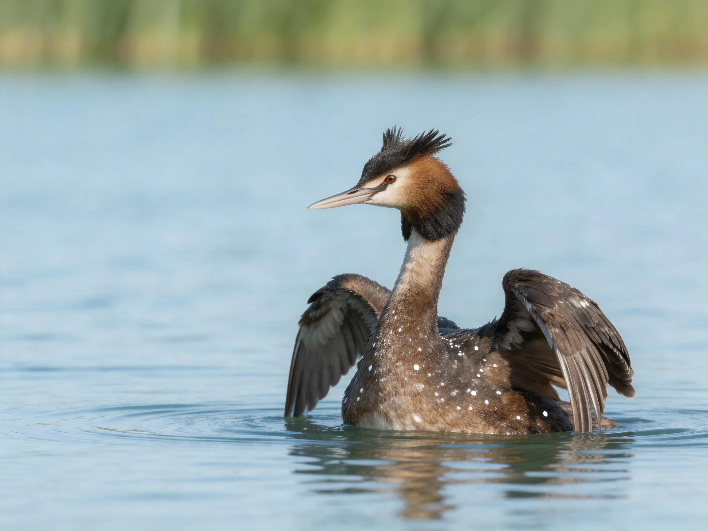 Great crested grebe with brown, spotted plumage swims in calm water