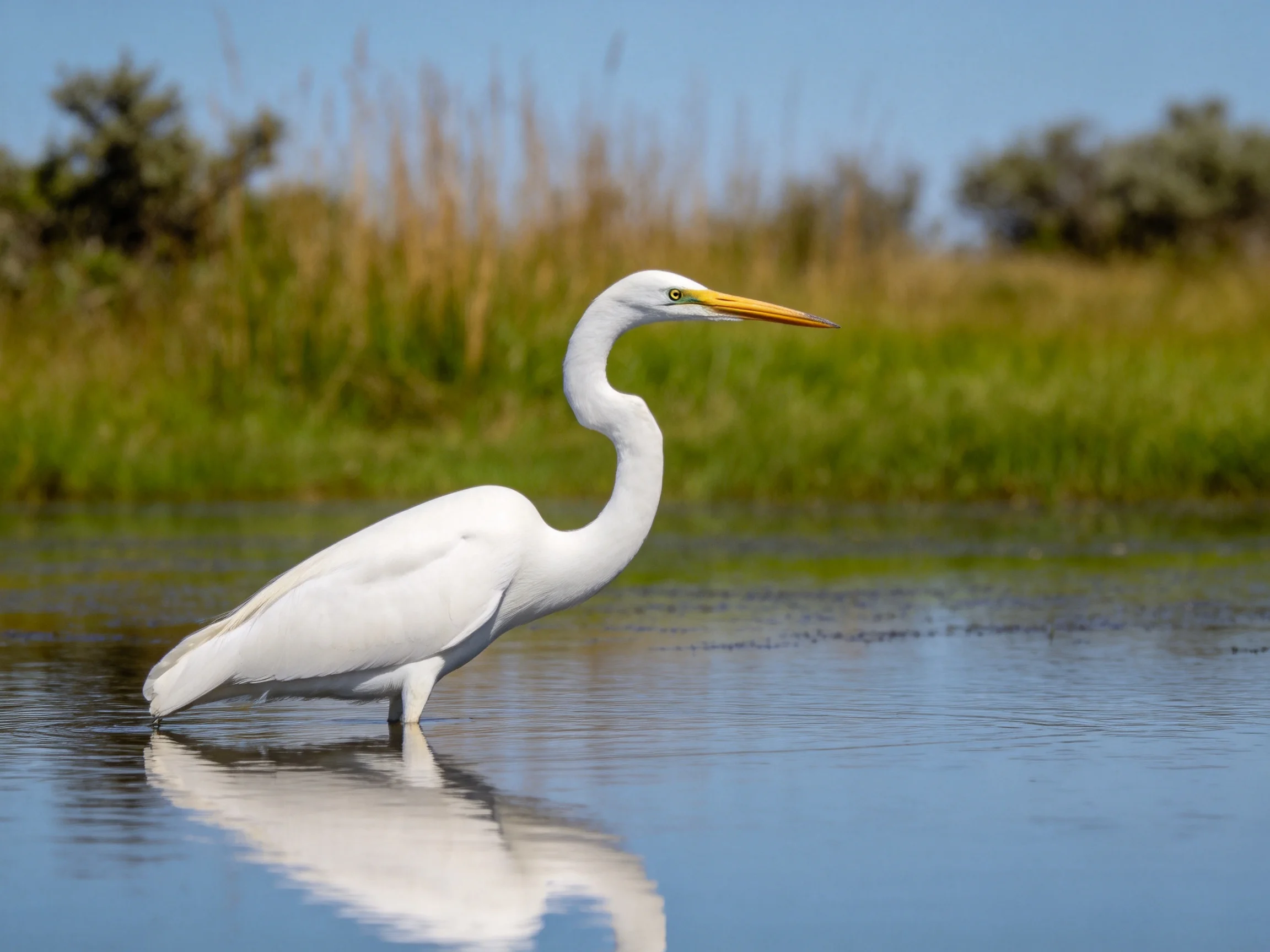 Great egret in white plumage wades in calm water near green marshland
