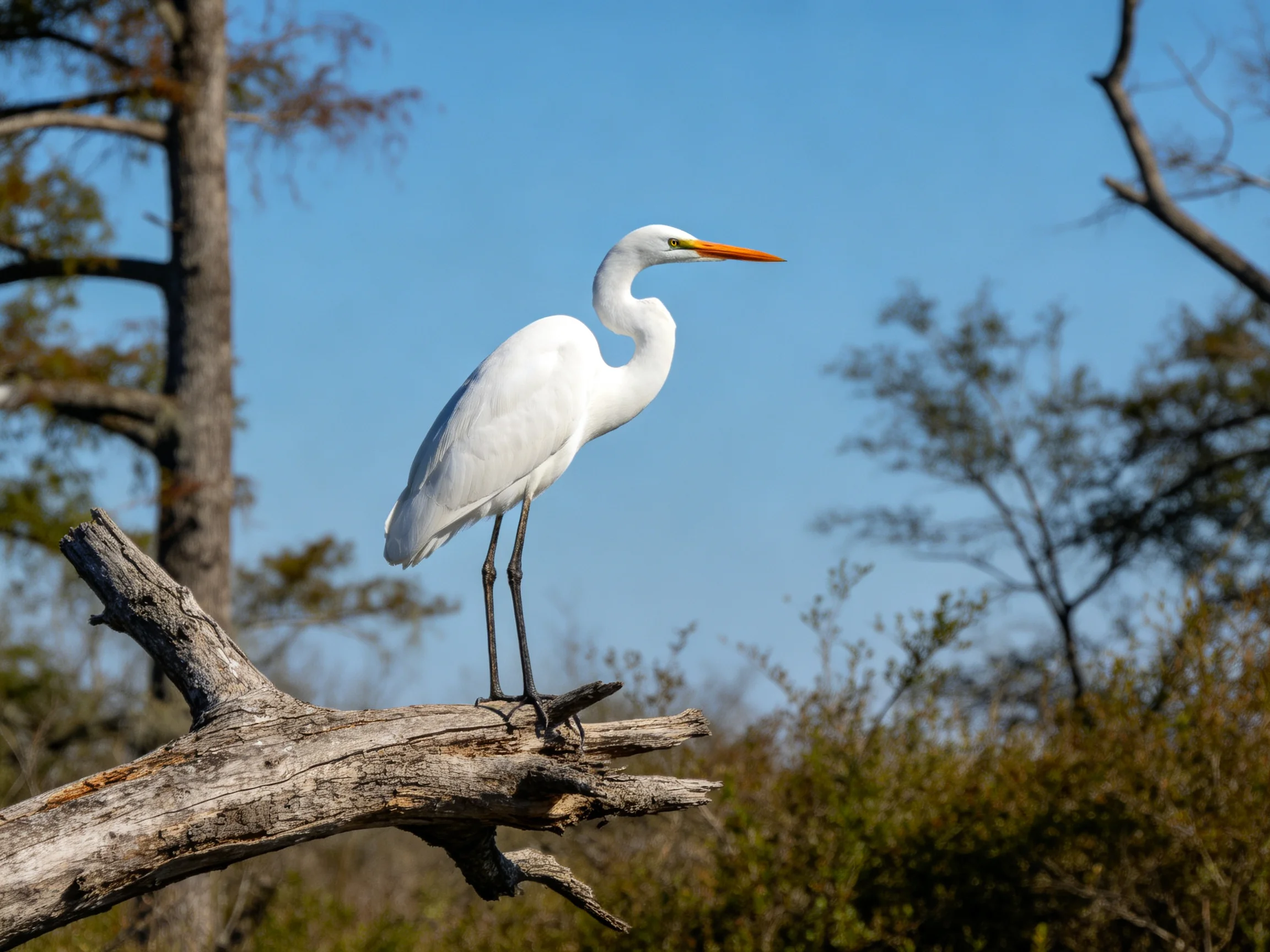 Great egret perched on weathered tree limb