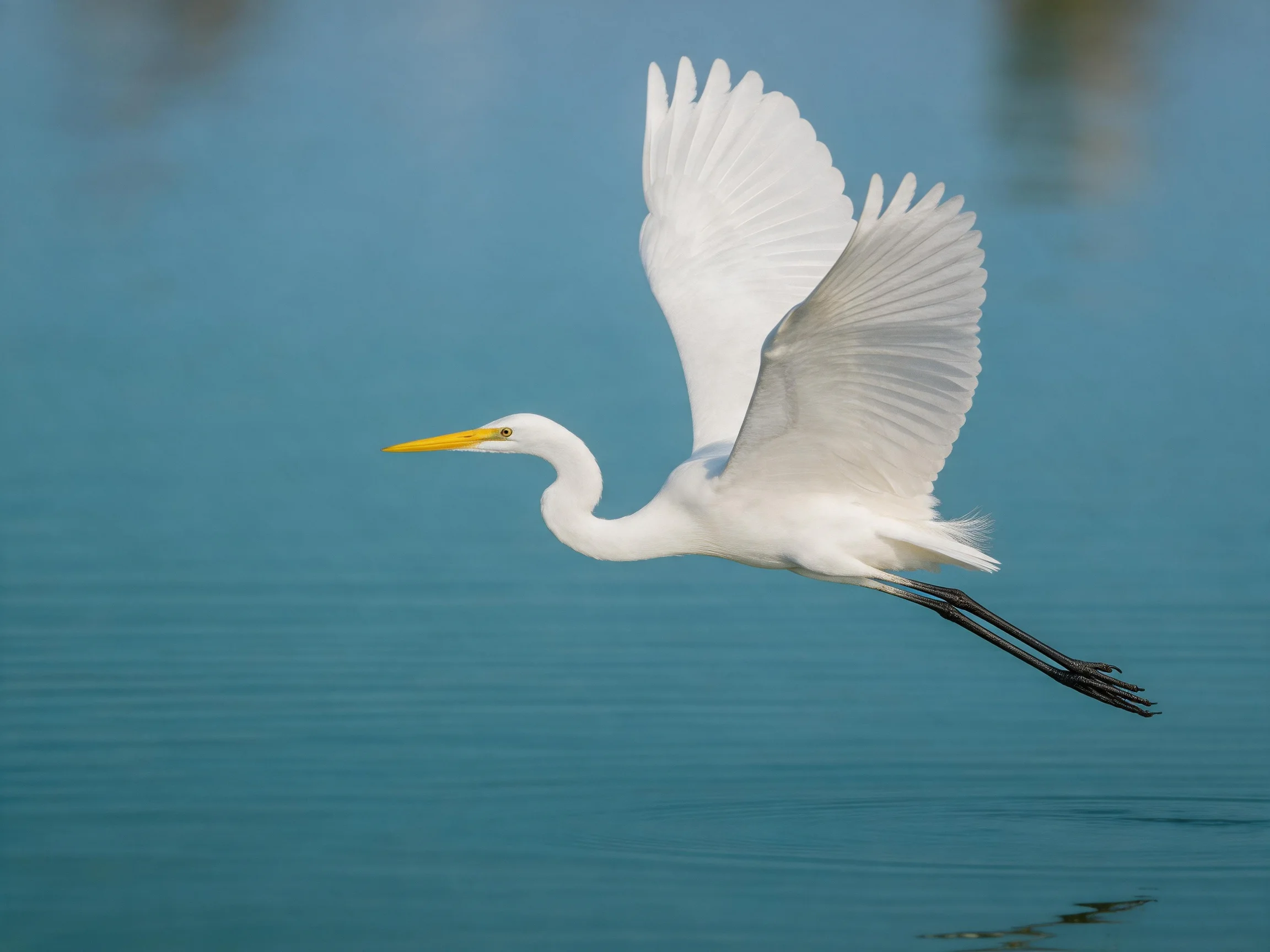 Great egret soars over calm blue water