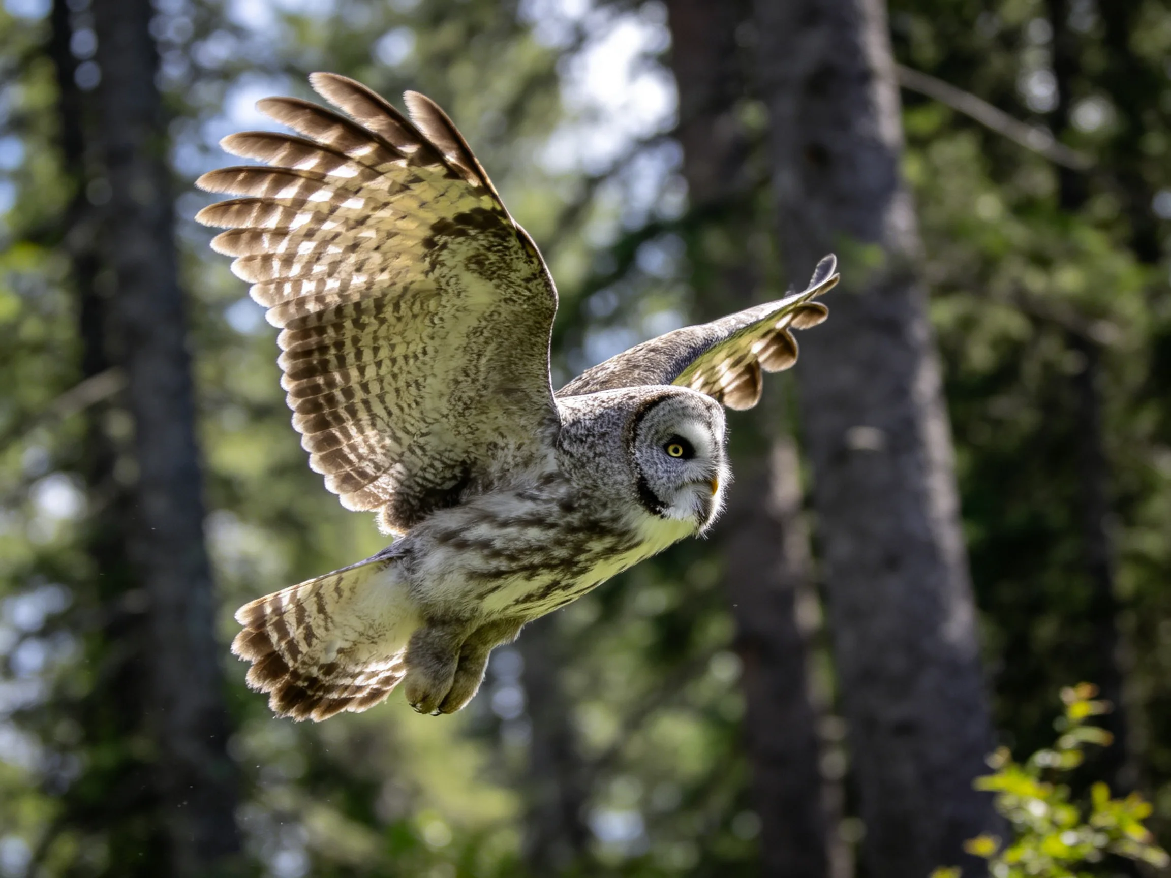 Great gray owl gliding through sunlit forest trees