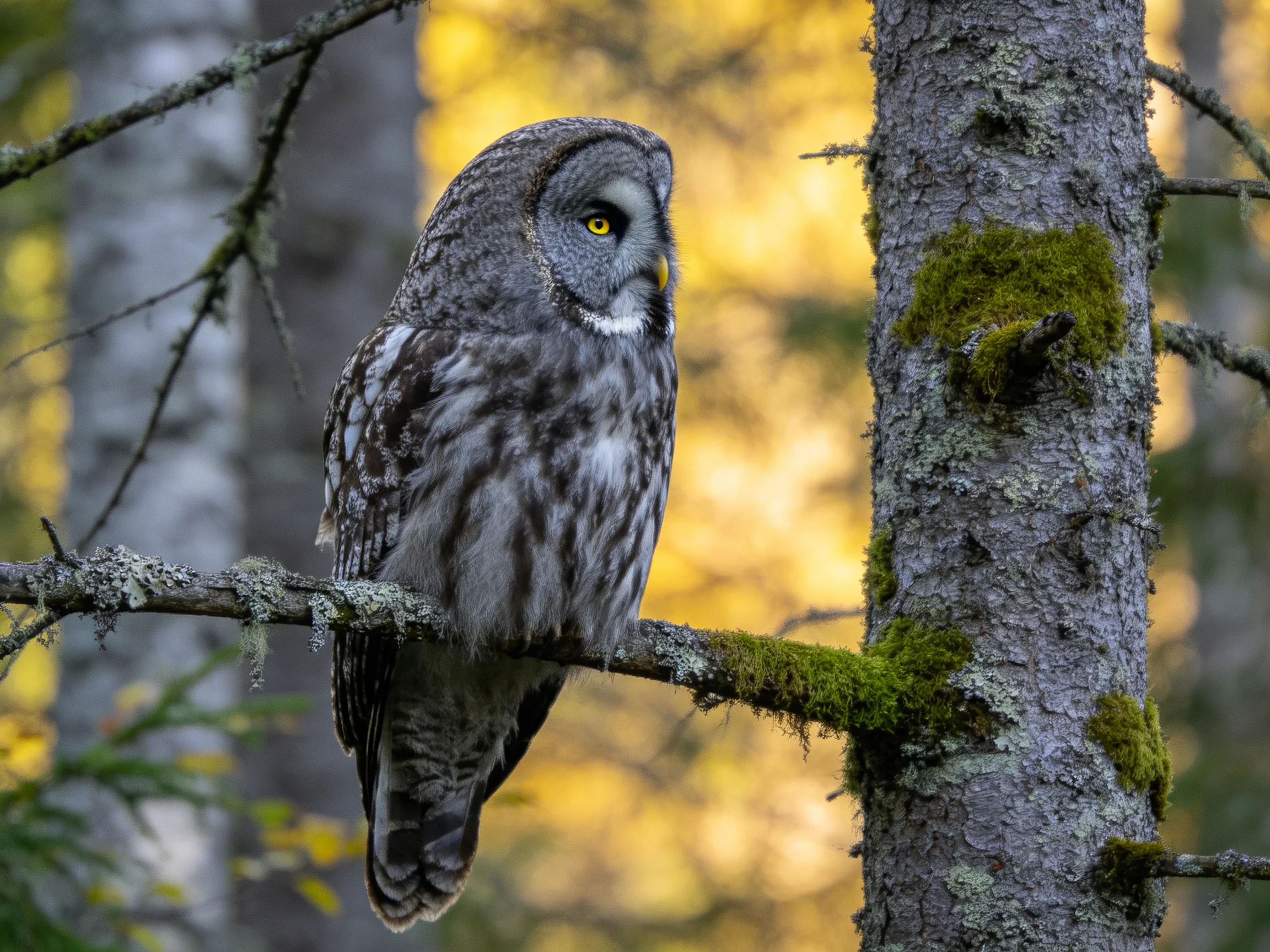 Great grey owl perched on moss-covered forest branch