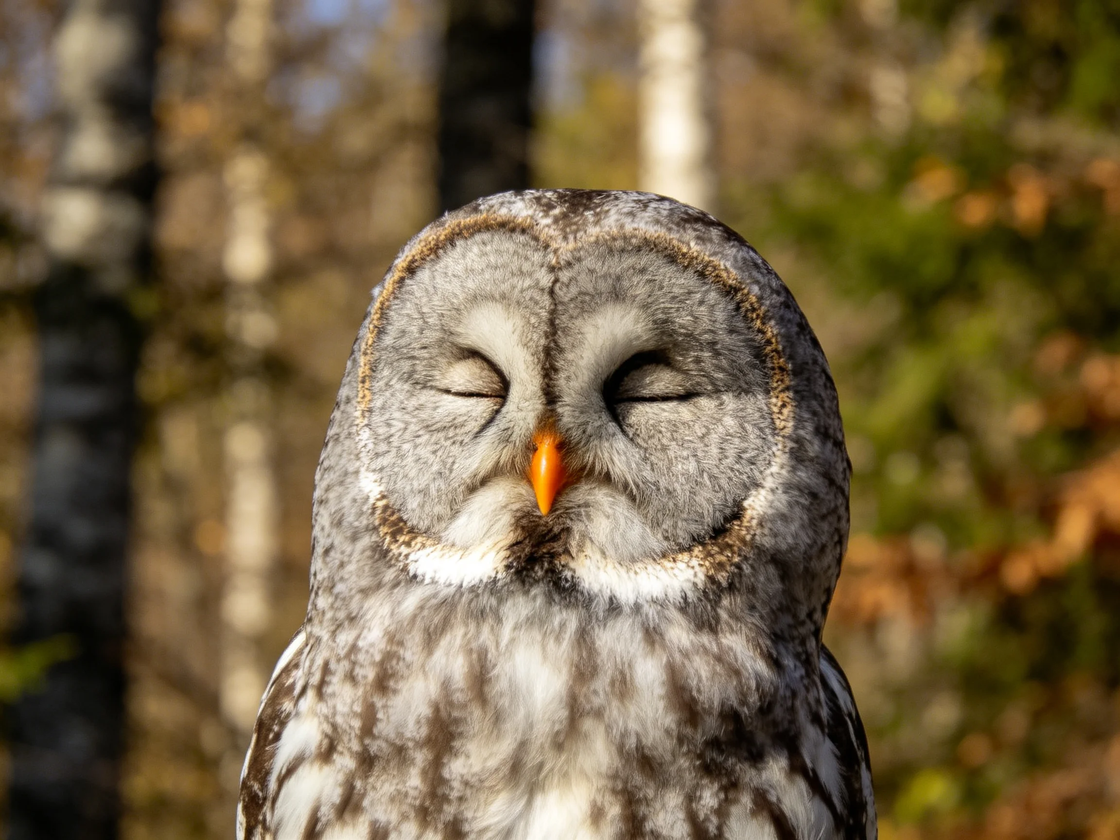 Great grey owl resting with closed eyes in a forest setting