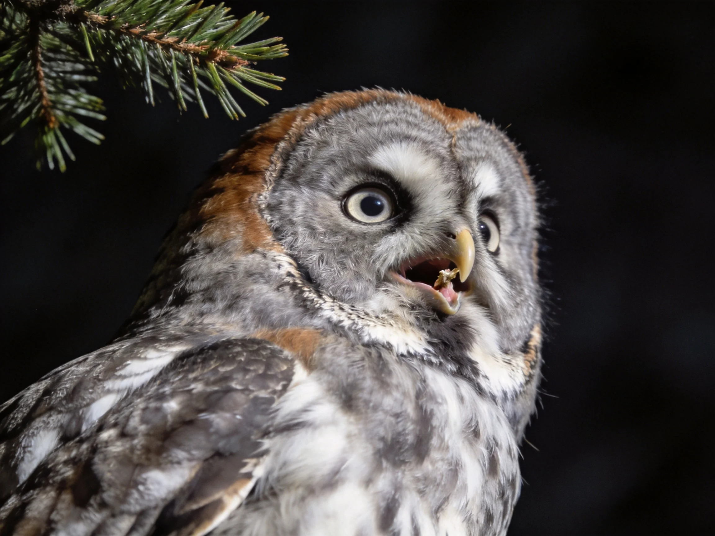 Great grey owl with brown markings near green pine needles