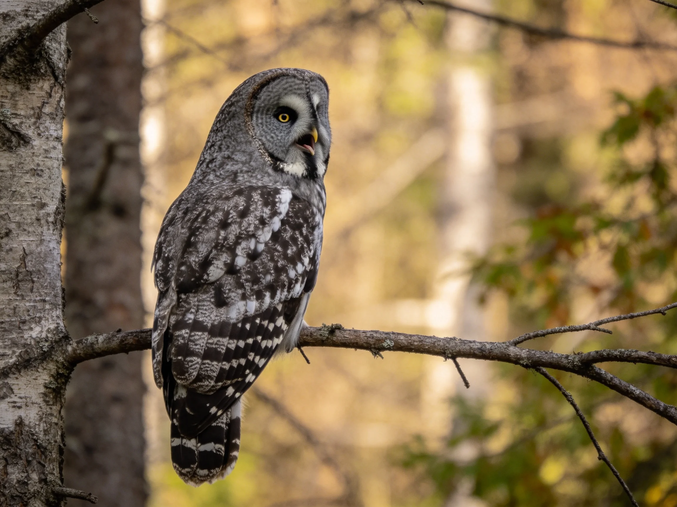 Great grey owl with mottled plumage perched on a tree branch in forest