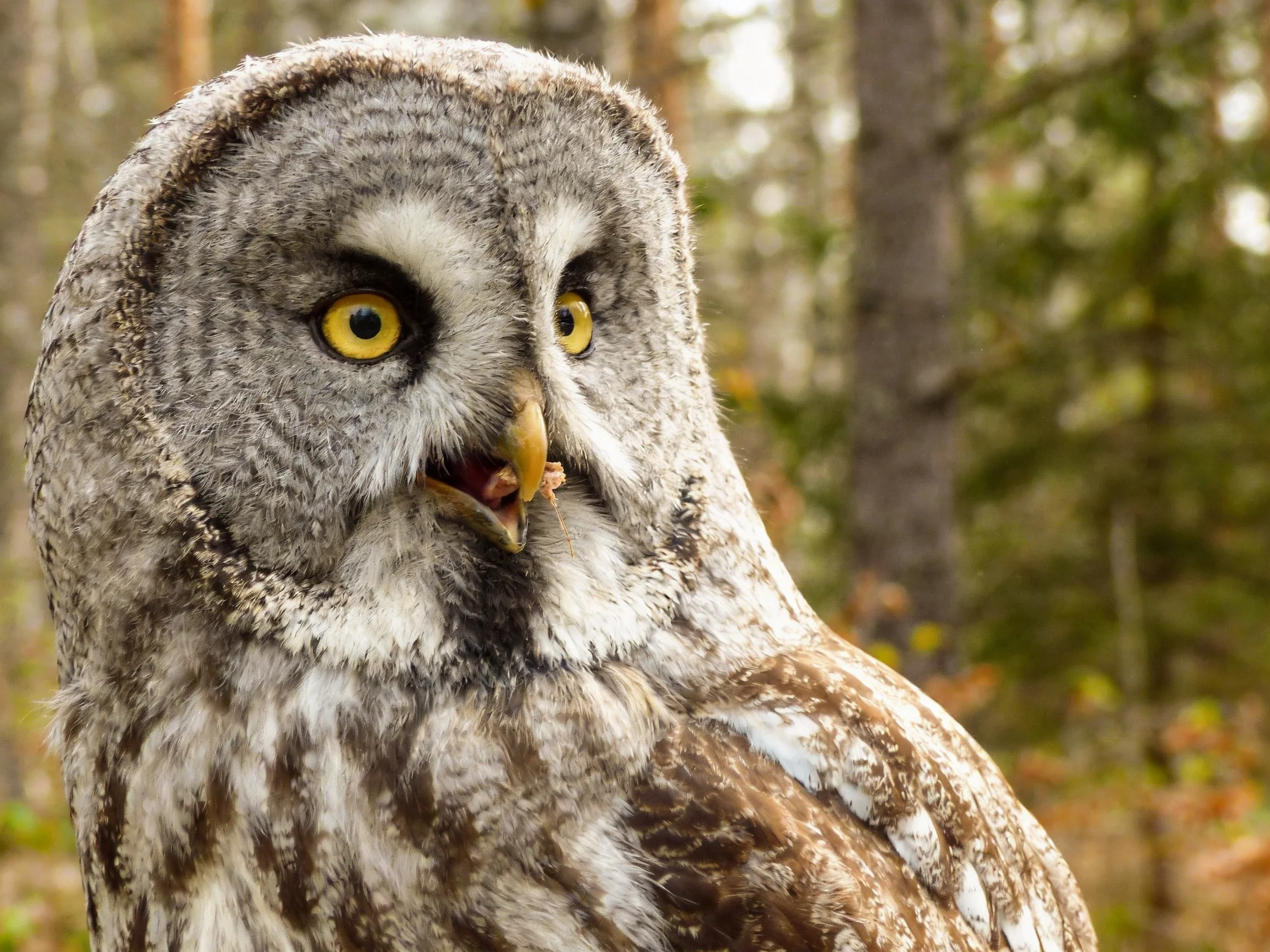 Great grey owl with vivid yellow eyes amid forest trees