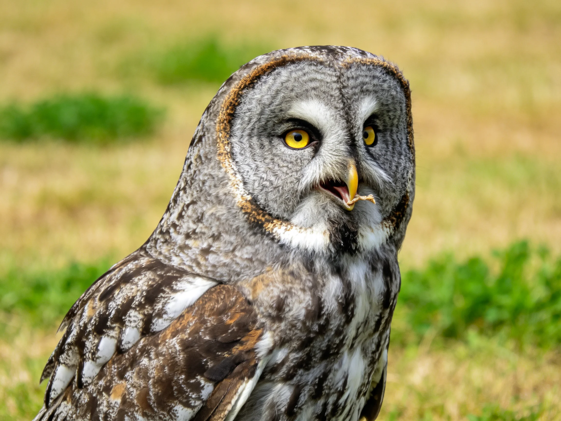Great grey owl with yellow eyes in a grassy field