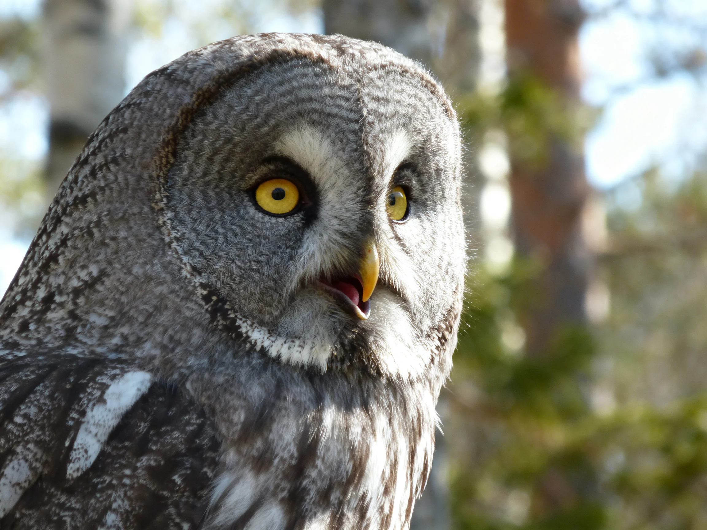 Great grey owl with yellow eyes in forest setting
