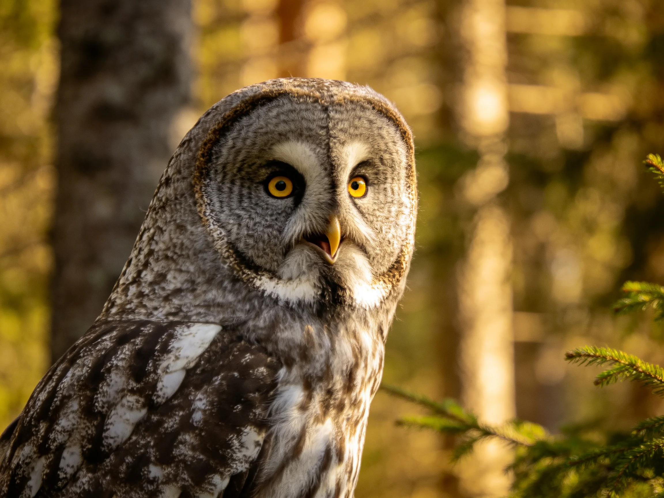 Great grey owl with yellow eyes in sunlit forest