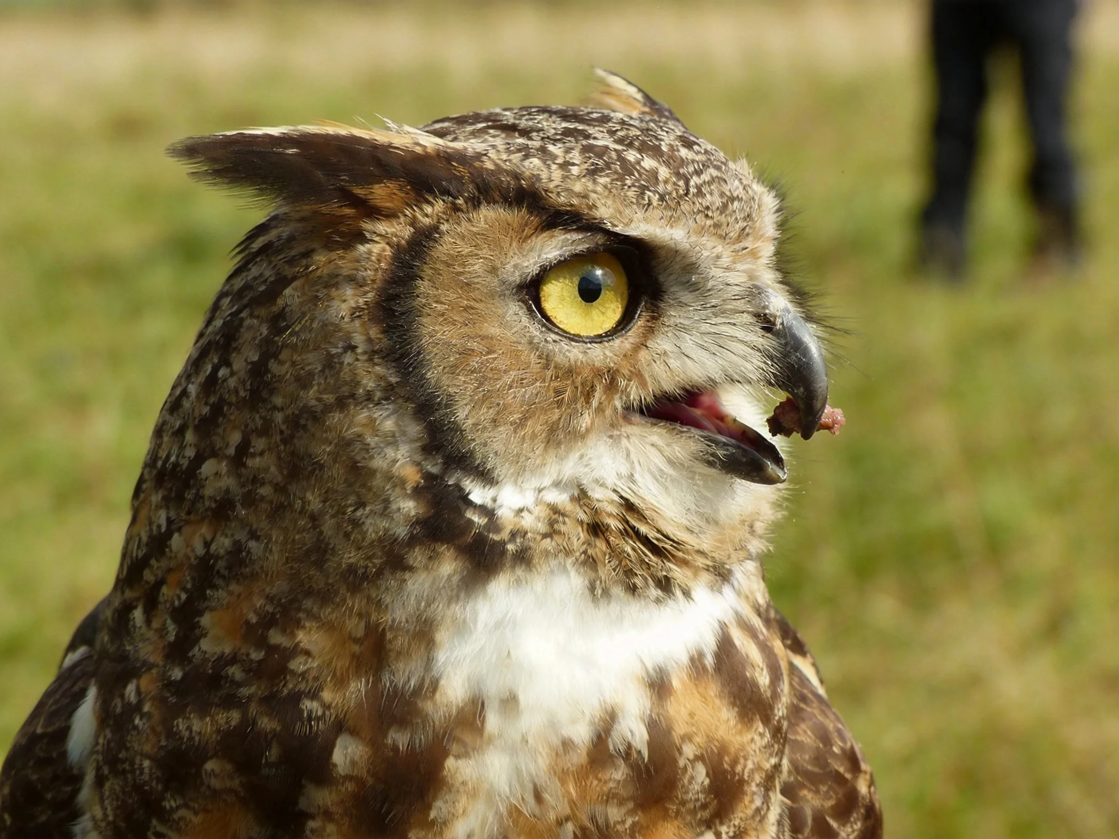 Great horned owl with brown, white, and tan plumage, yellow eye, holding prey