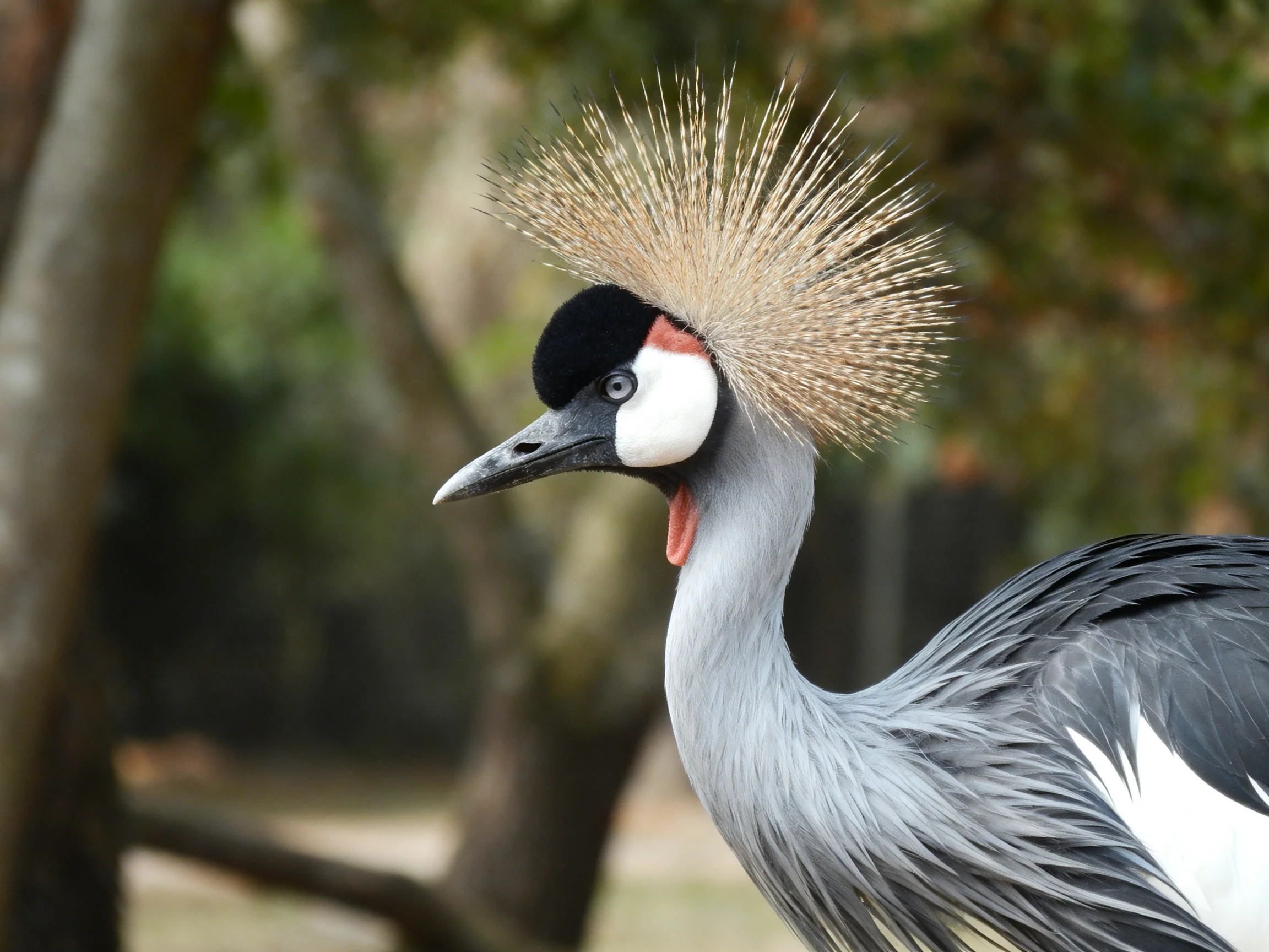 Grey crowned crane with elaborate golden crest feathers