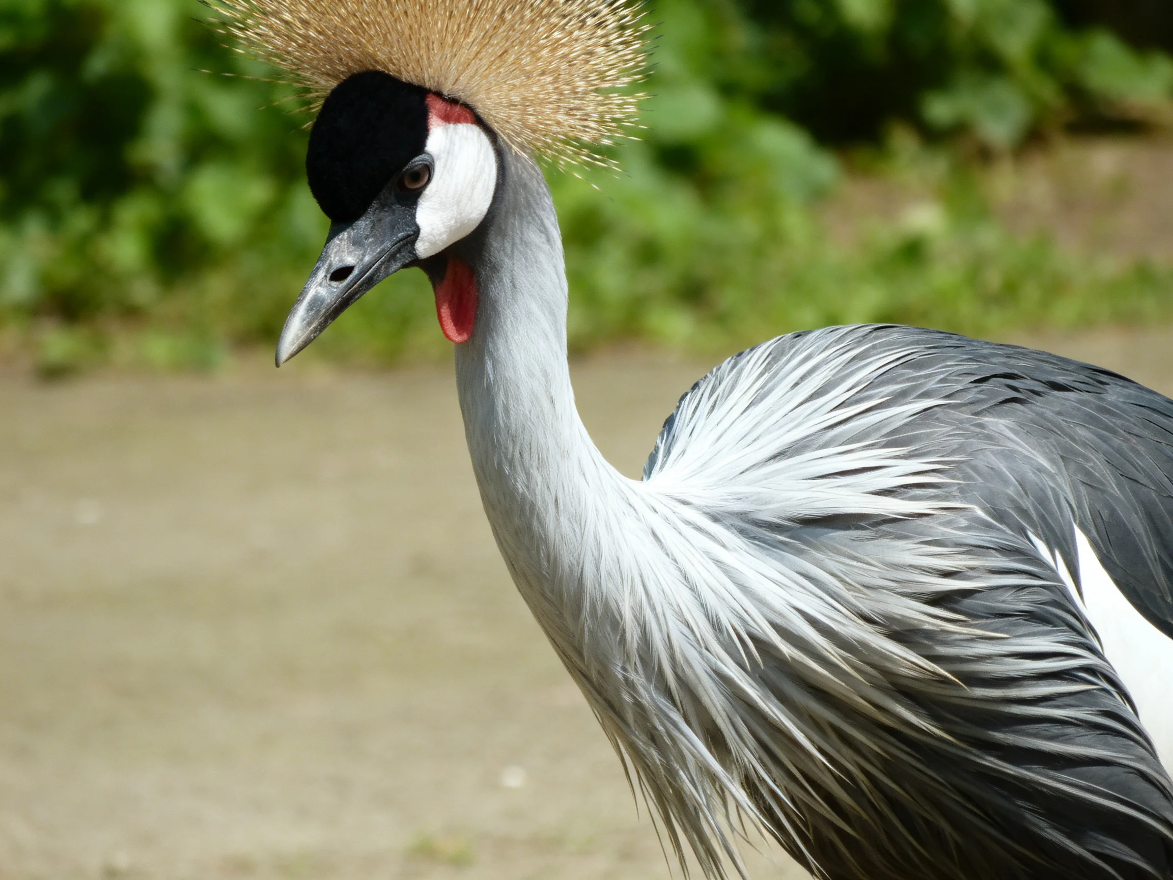 Grey crowned crane with golden crest and black facial markings