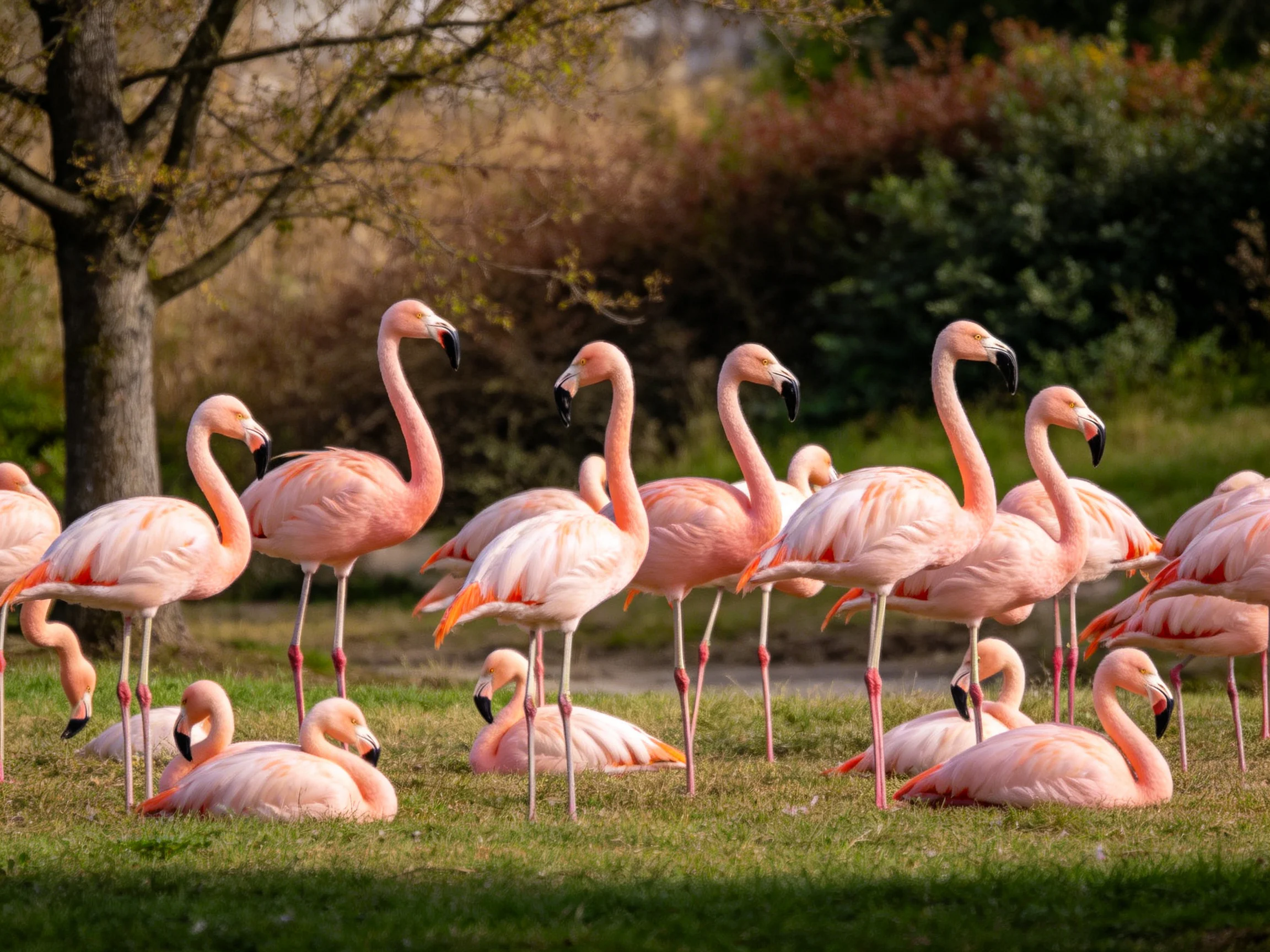 Group of flamingos resting and standing in grassy habitat