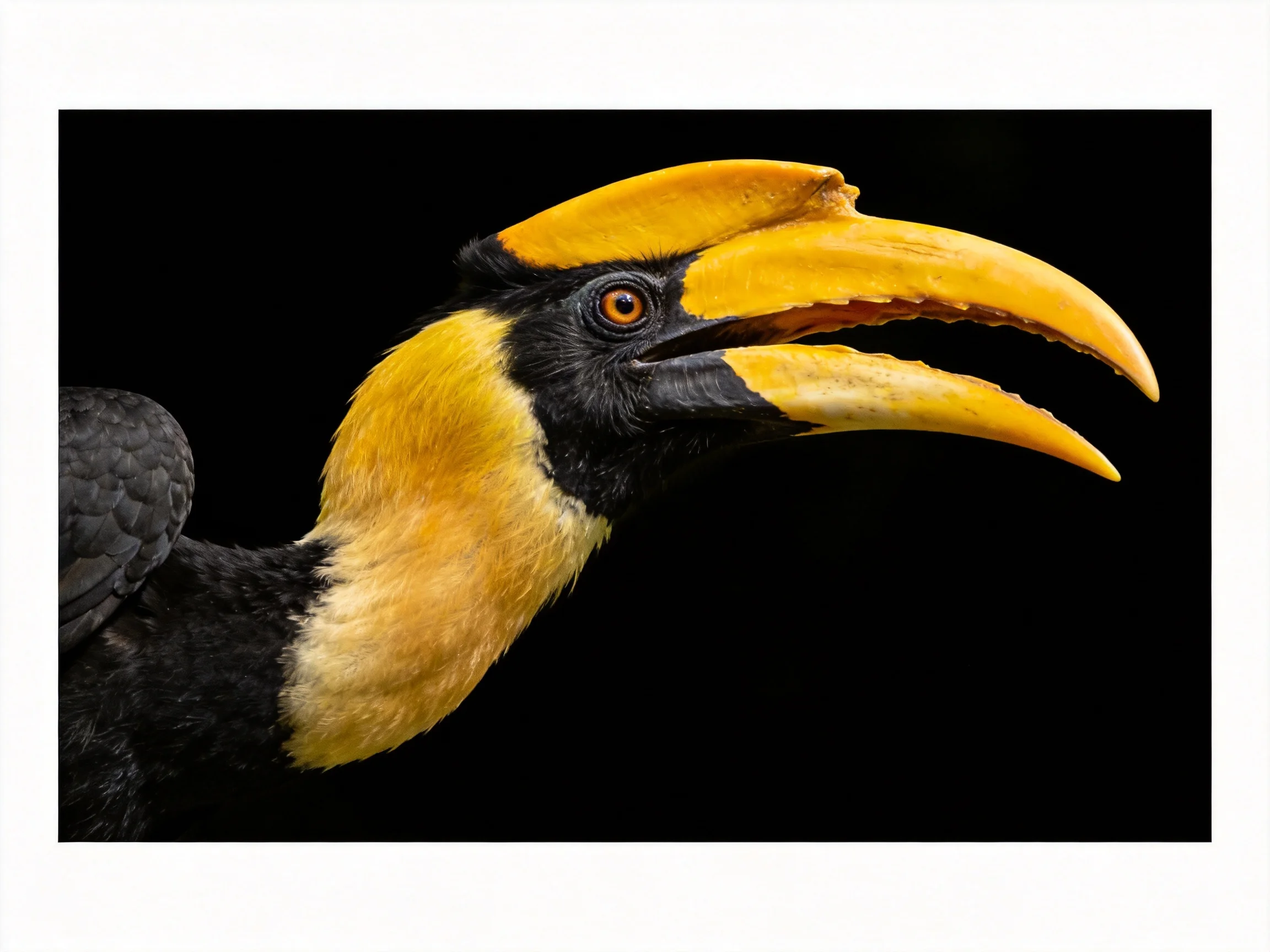 Hornbill with large yellow beak and glossy black plumage