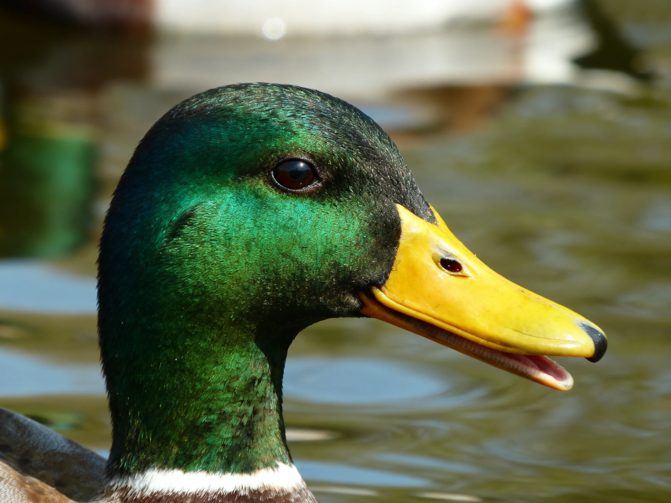 Iridescent green-headed duck with bright yellow bill by calm water