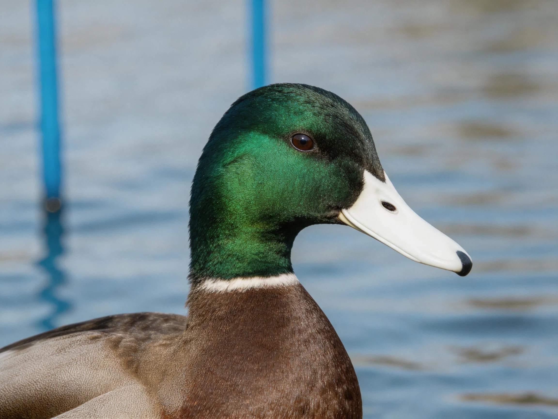 Iridescent green-headed mallard duck near calm water