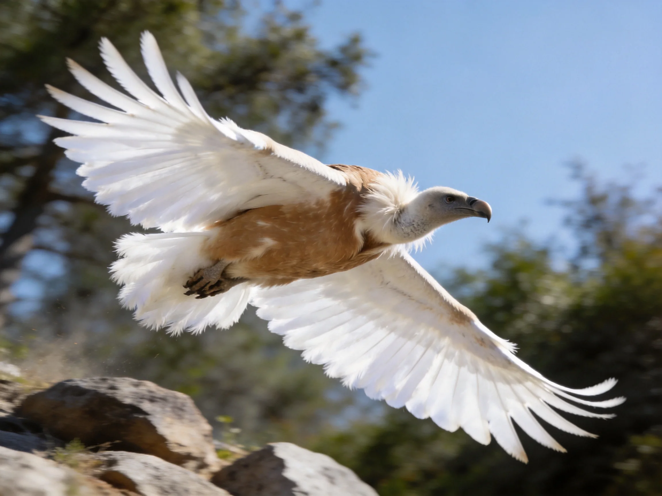 Large bird with white wings soars over rocky landscape