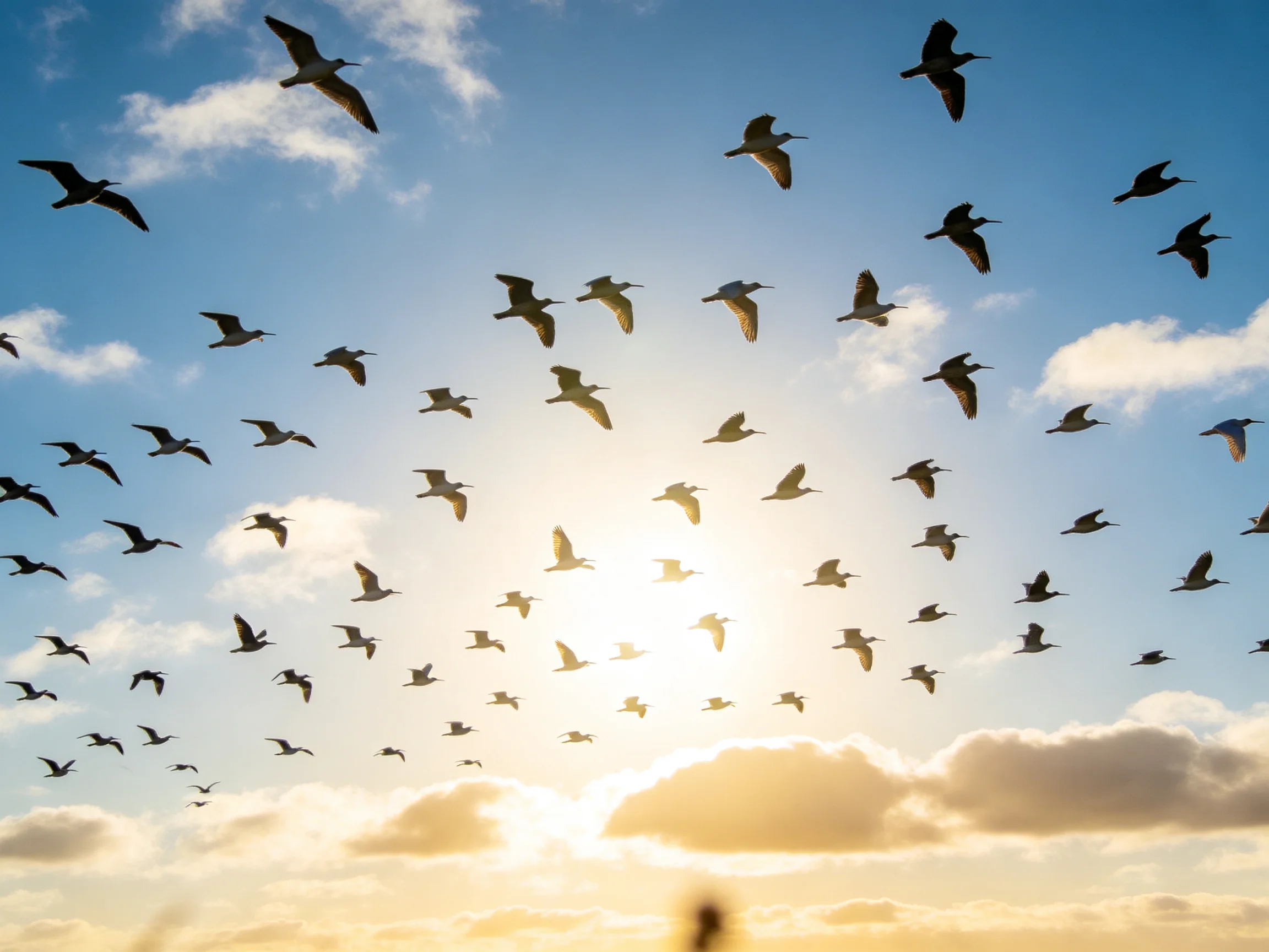 Large flock of birds soaring against vibrant blue sky with golden sunlight
