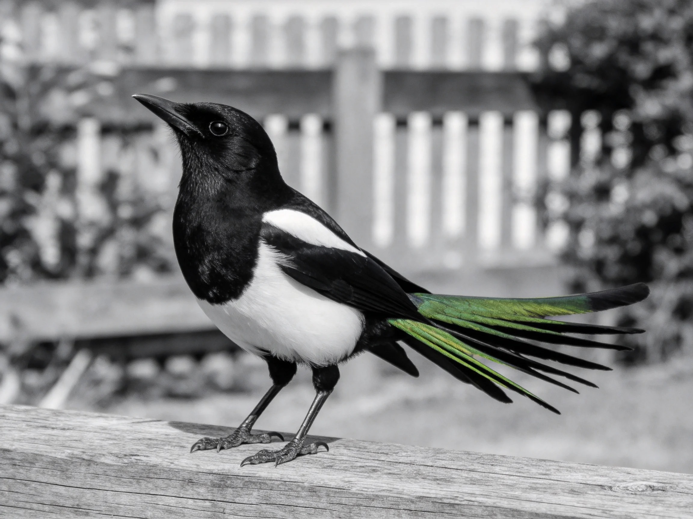 Magpie with green-tipped tail perched on wooden plank