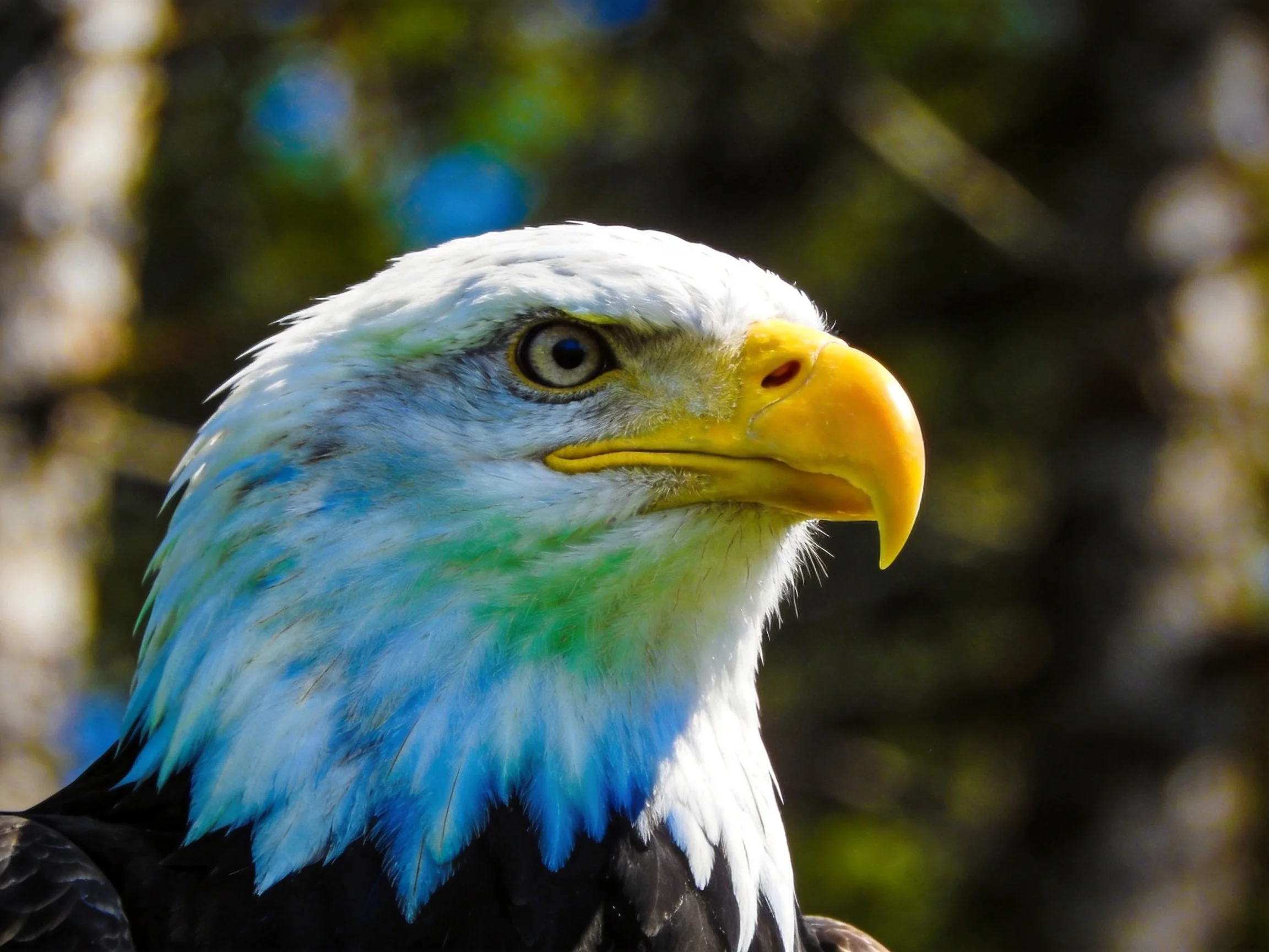Majestic bald eagle with white head, bright yellow beak, blue-green neck feathers