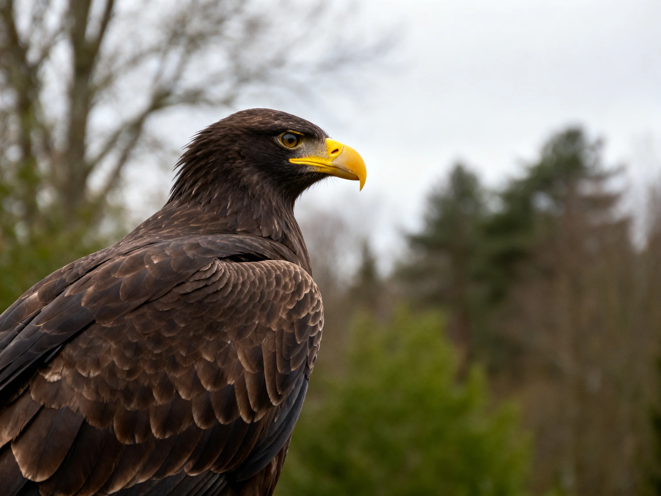 Dark brown eagle with bright yellow beak stands out in a wooded setting.