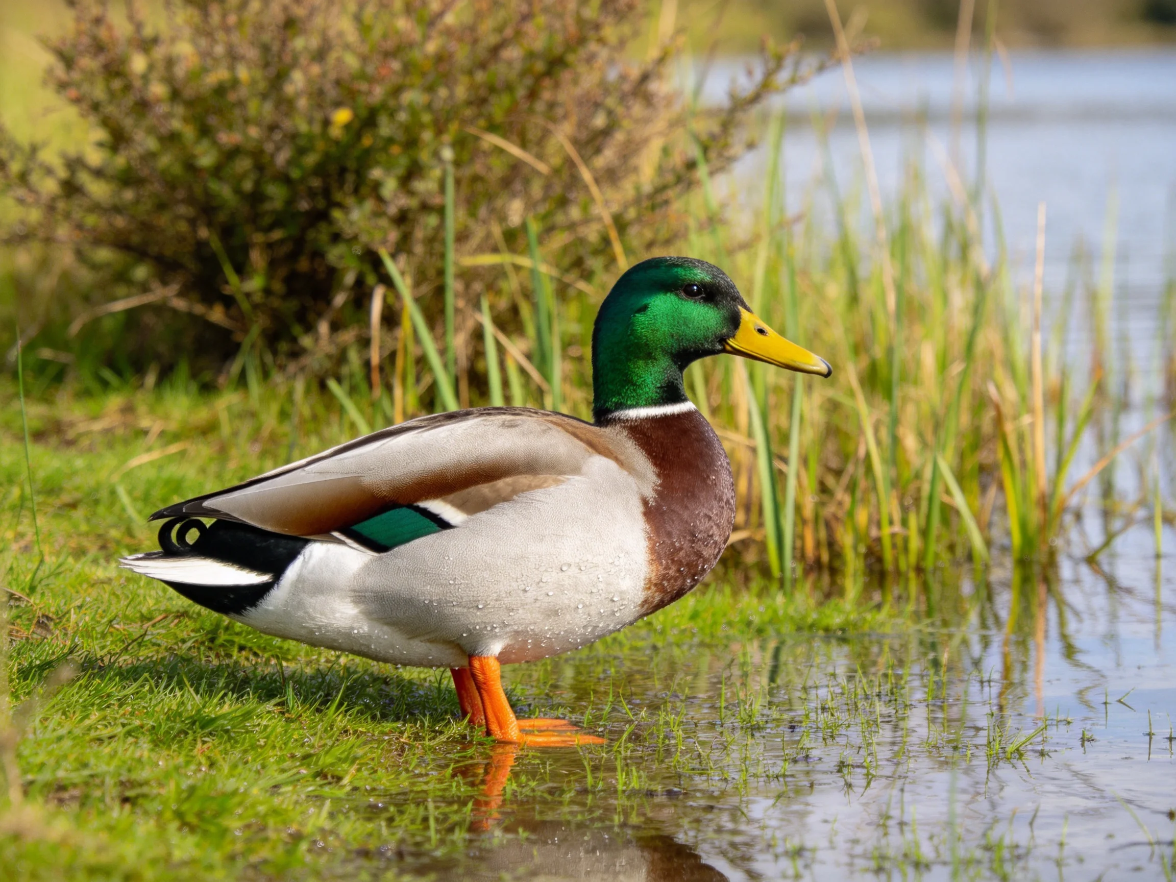 Mallard duck with green head, yellow beak, by tall reeds