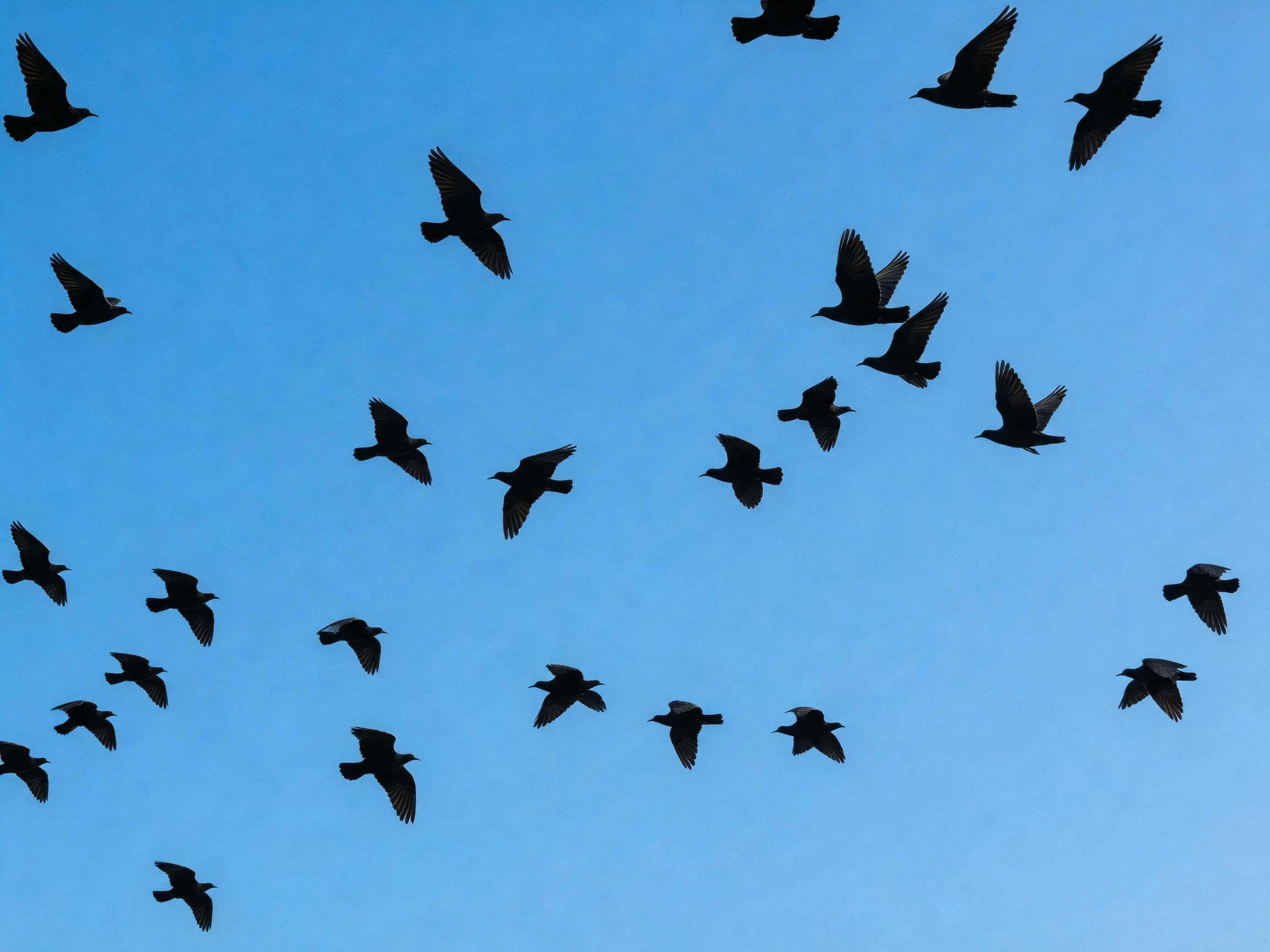 Many dark bird silhouettes soaring in a clear blue sky