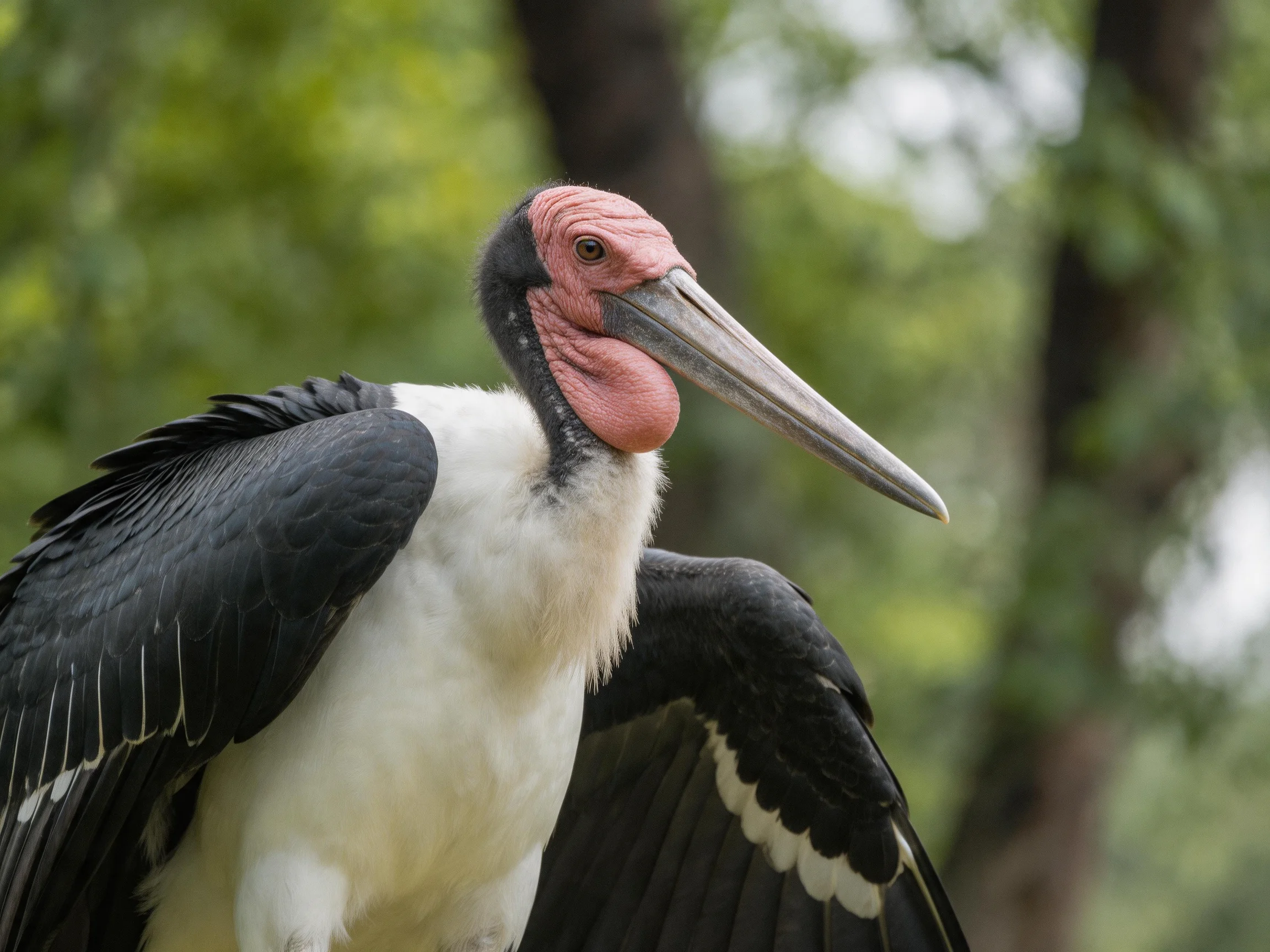Marabou stork with pink head, black wings, and white chest