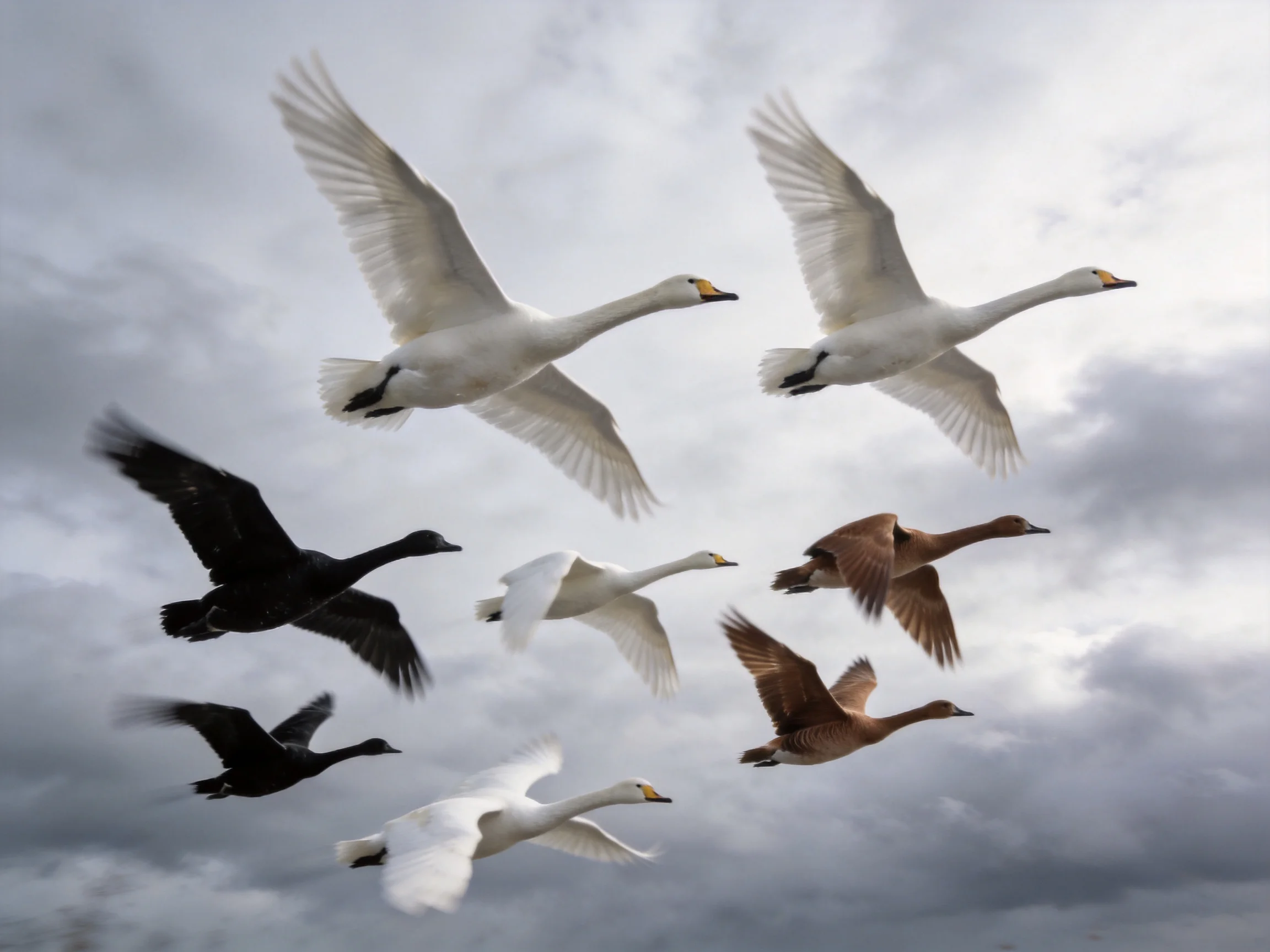 Multiple birds with varied plumage fly against a cloudy sky.
